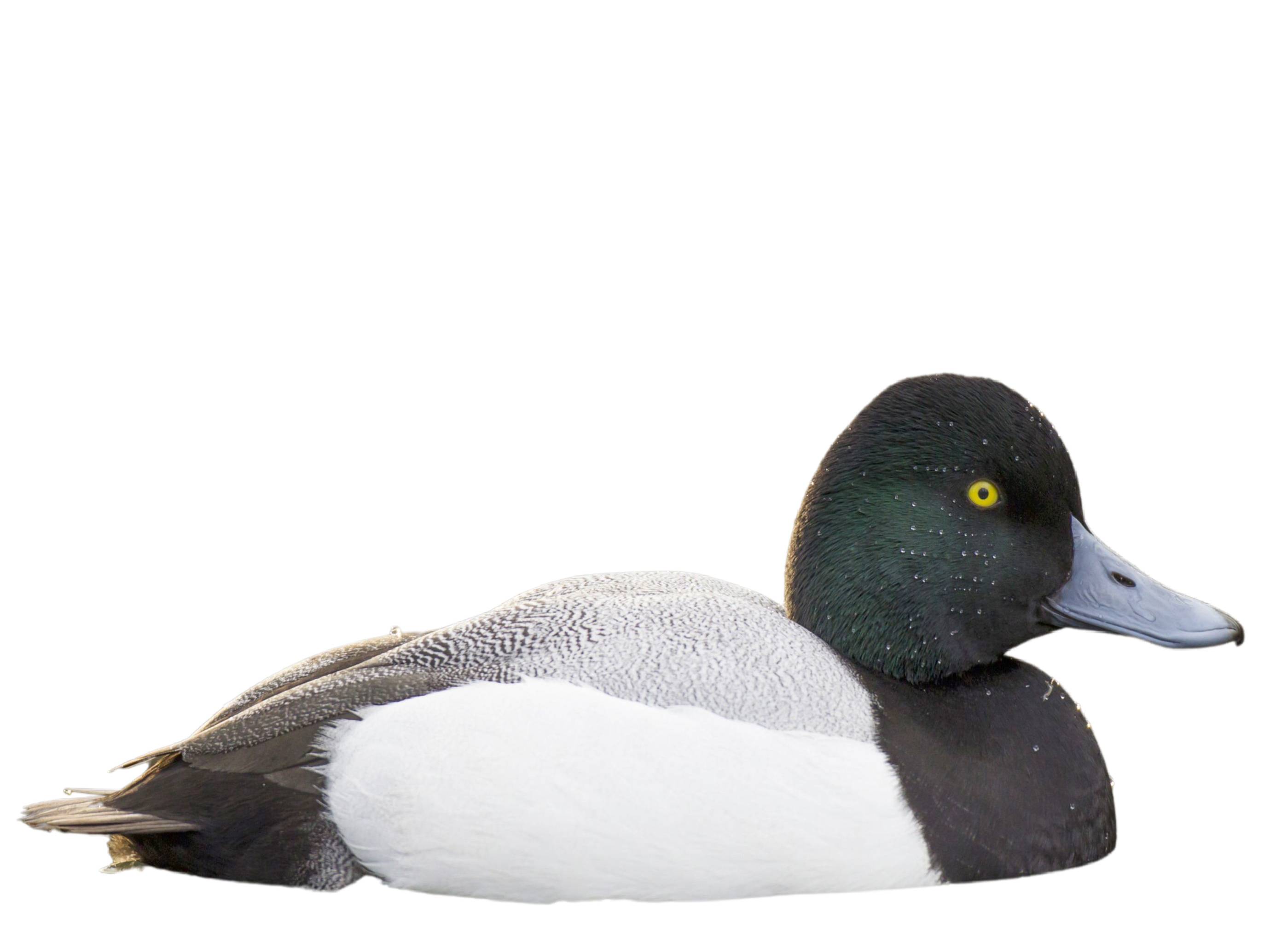 A photo of a Greater Scaup (Aythya marila), male