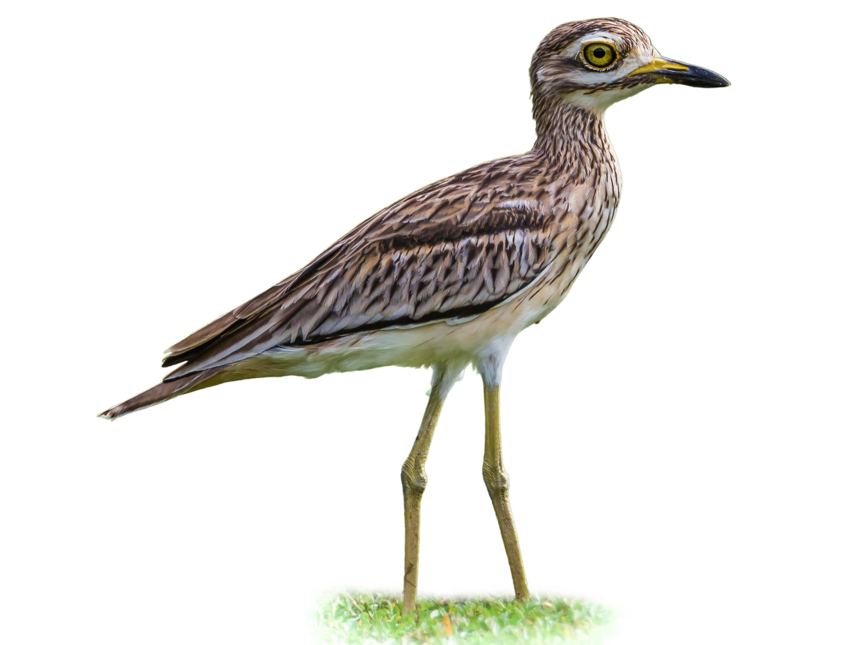 A photo of a Indian Stone-curlew (Burhinus indicus)