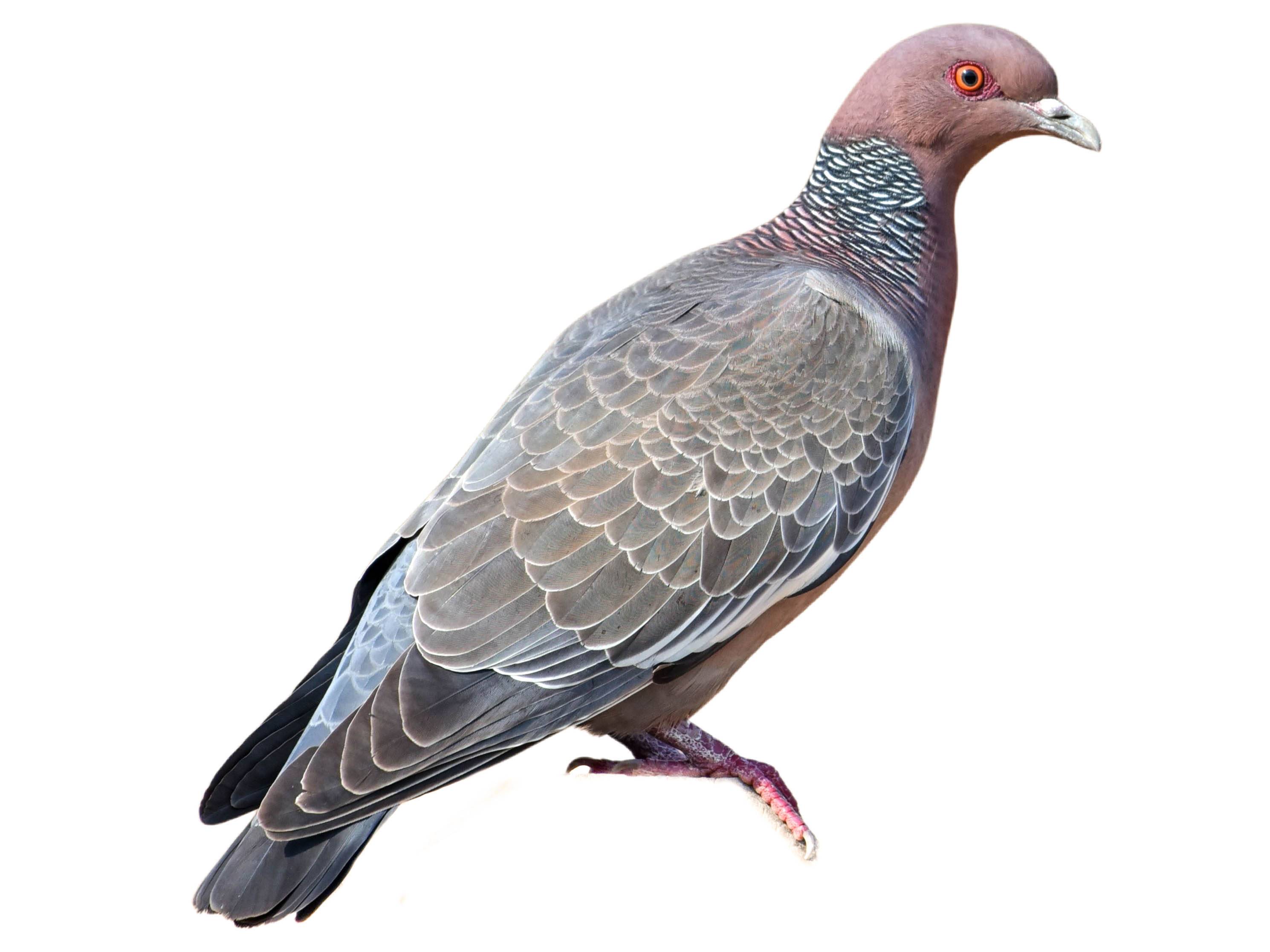 A photo of a Picazuro Pigeon (Patagioenas picazuro)