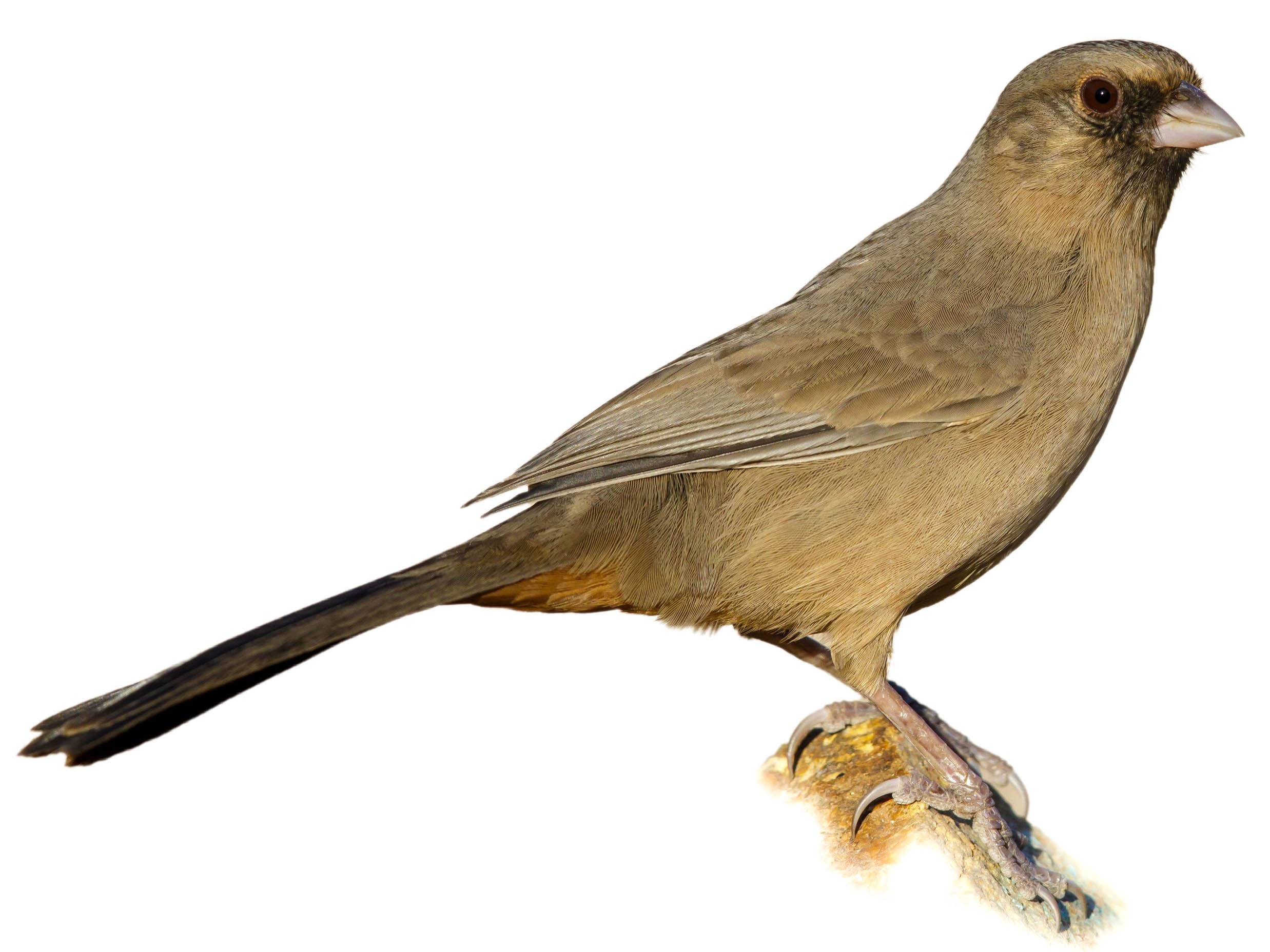 A photo of a Abert's Towhee (Melozone aberti)