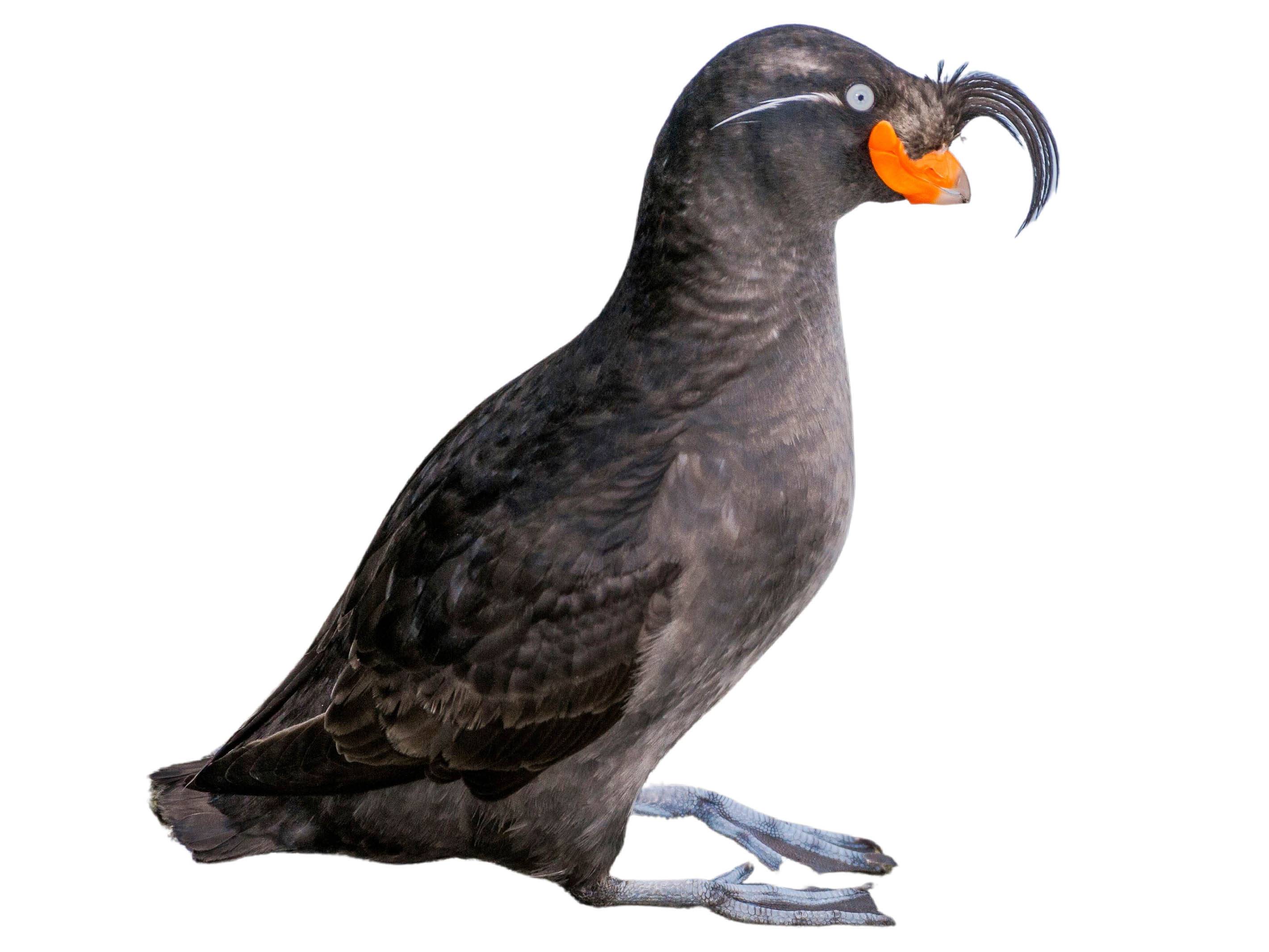 A photo of a Crested Auklet (Aethia cristatella)