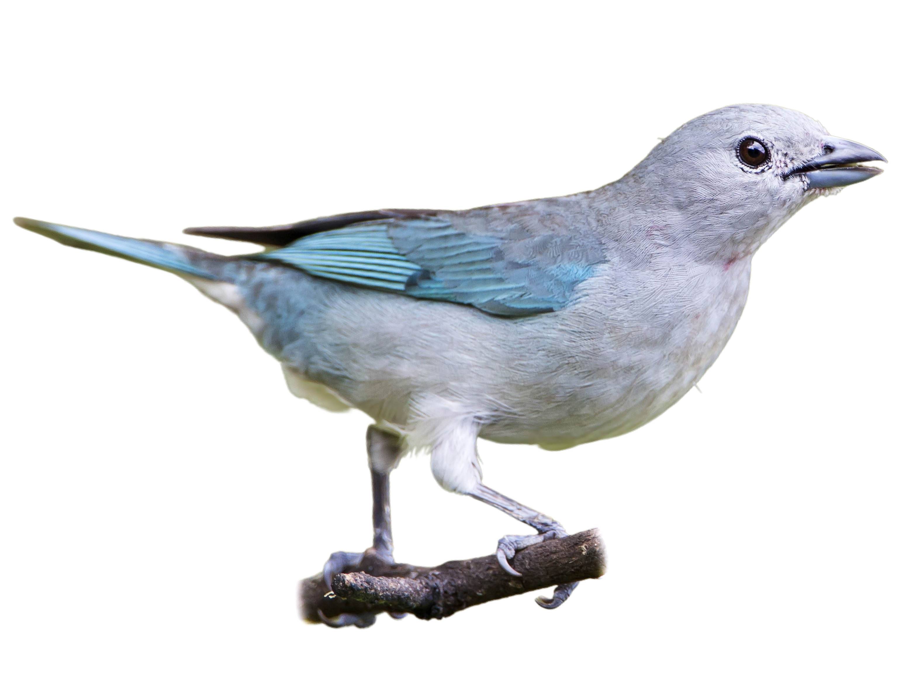 A photo of a Sayaca Tanager (Thraupis sayaca)