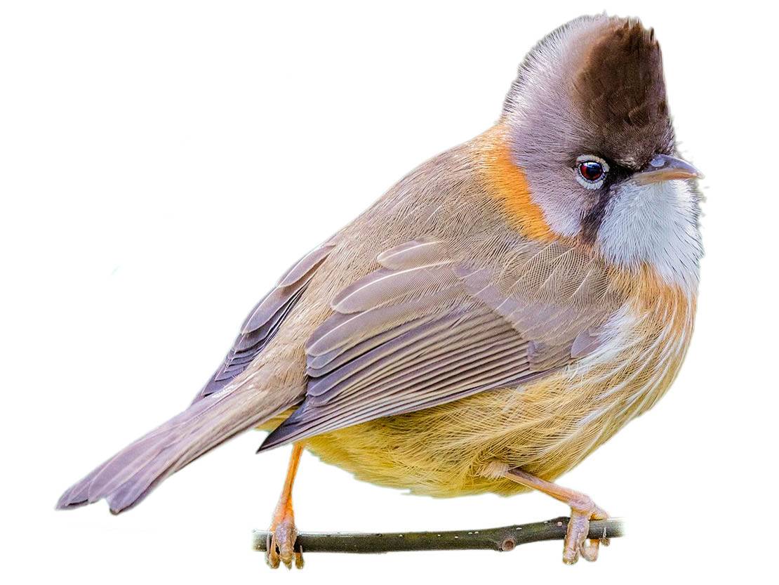 A photo of a Whiskered Yuhina (Yuhina flavicollis)