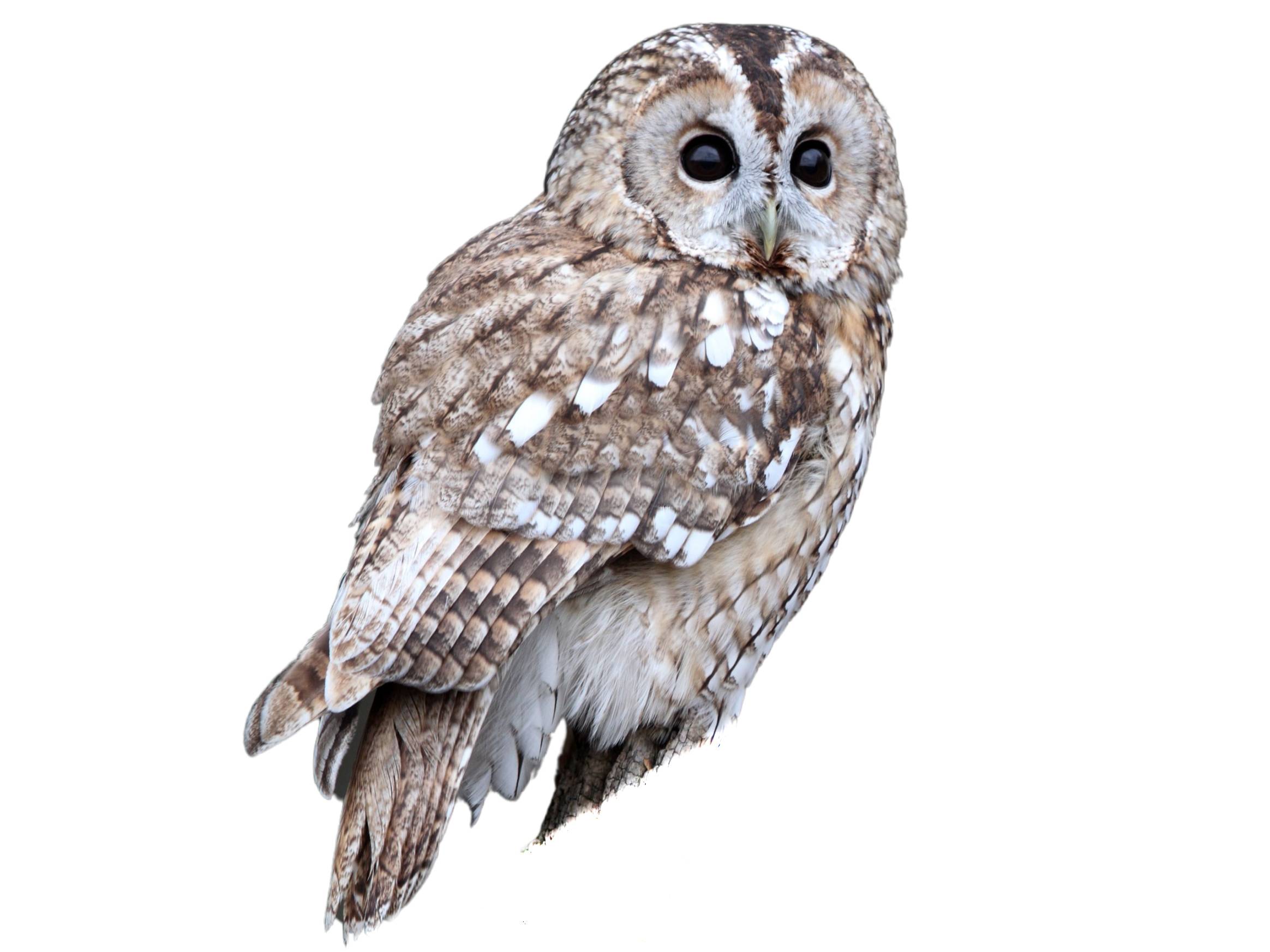 A photo of a Tawny Owl (Strix aluco)