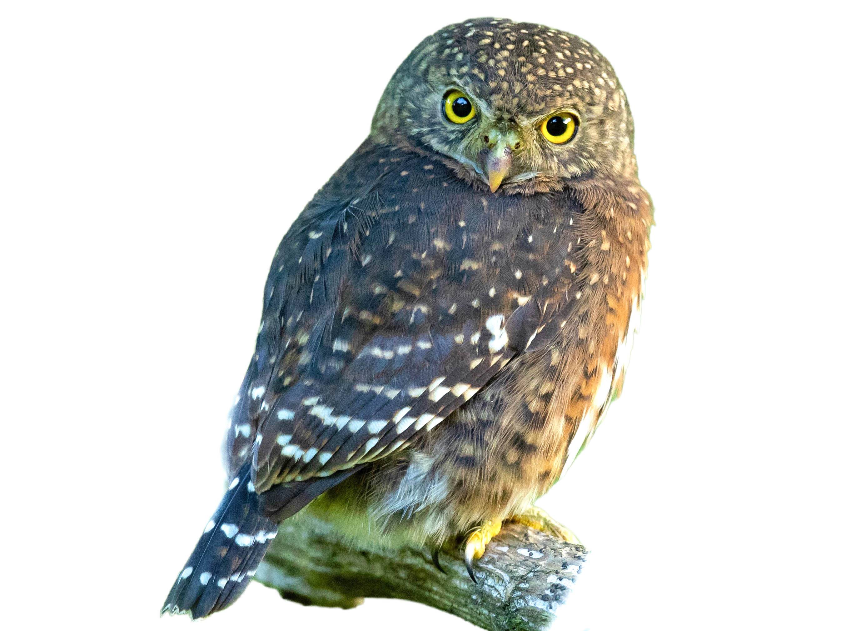 A photo of a Costa Rican Pygmy Owl (Glaucidium costaricanum)