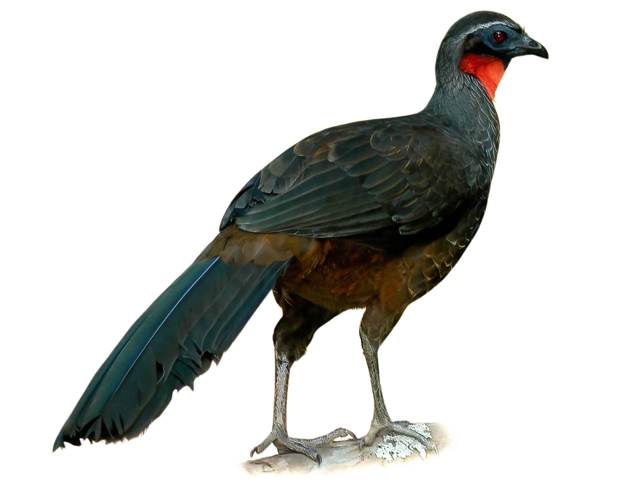 A photo of a Rusty-margined Guan (Penelope superciliaris)