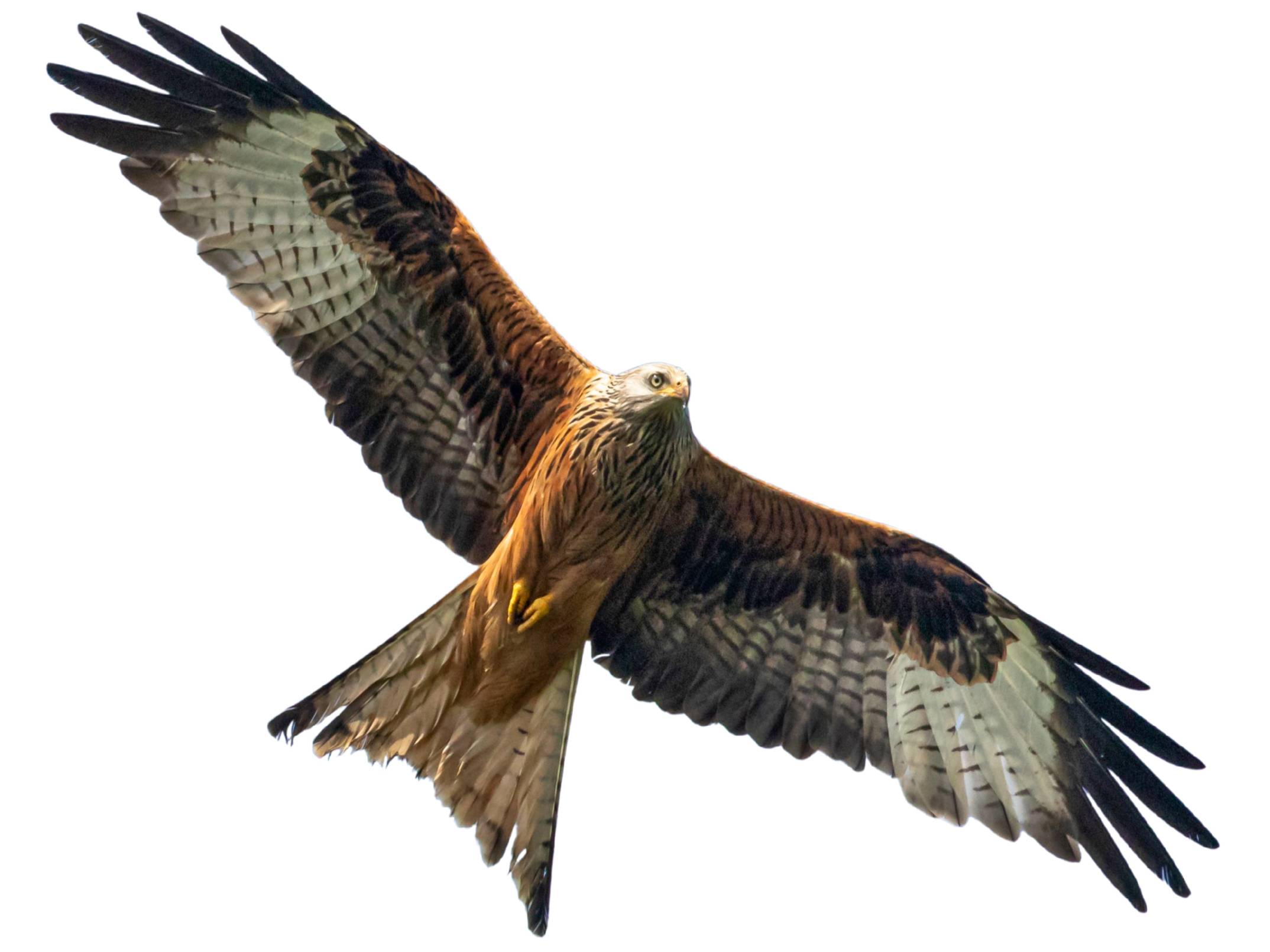 A photo of a Red Kite (Milvus milvus)