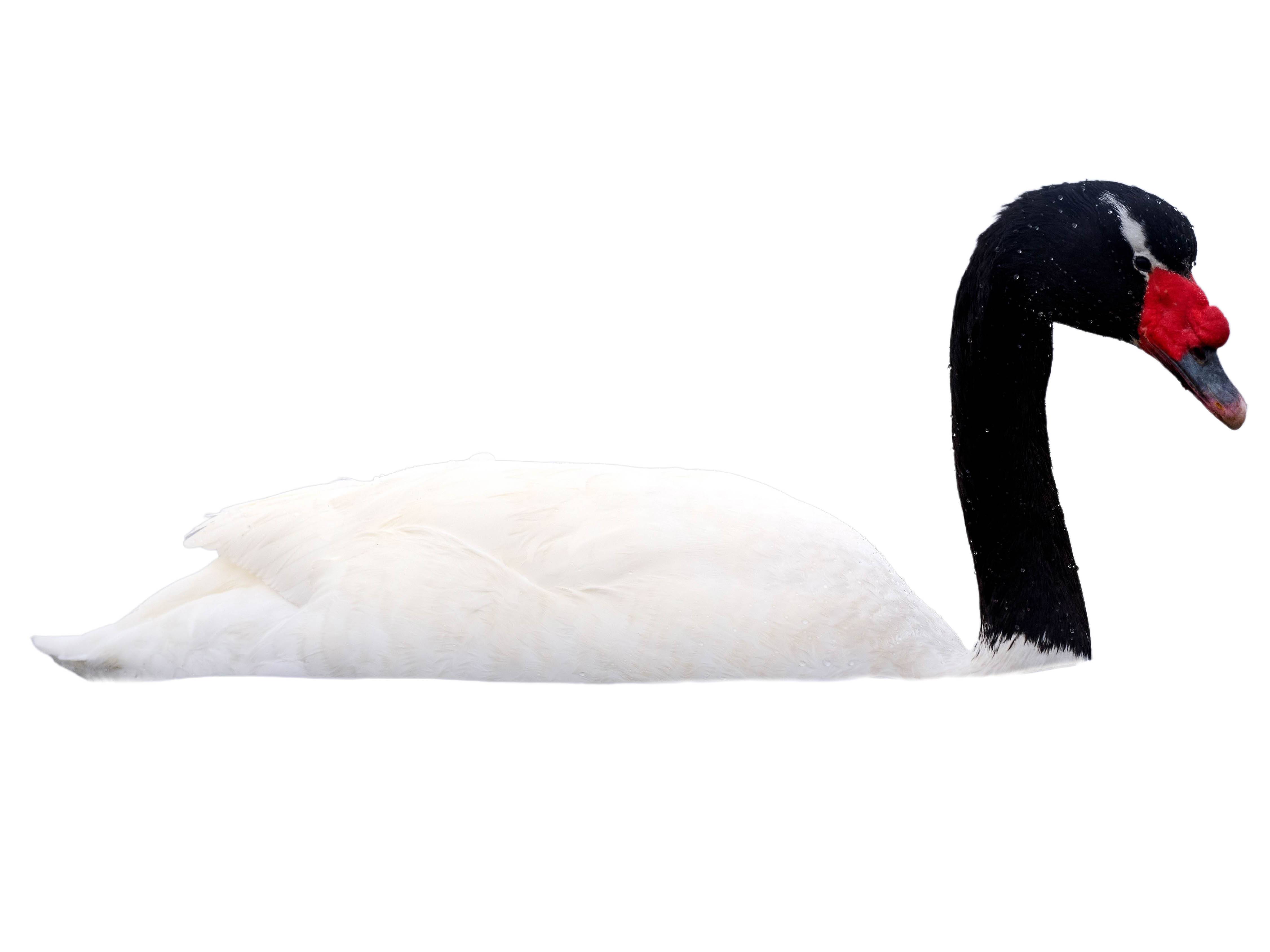 A photo of a Black-necked Swan (Cygnus melancoryphus)