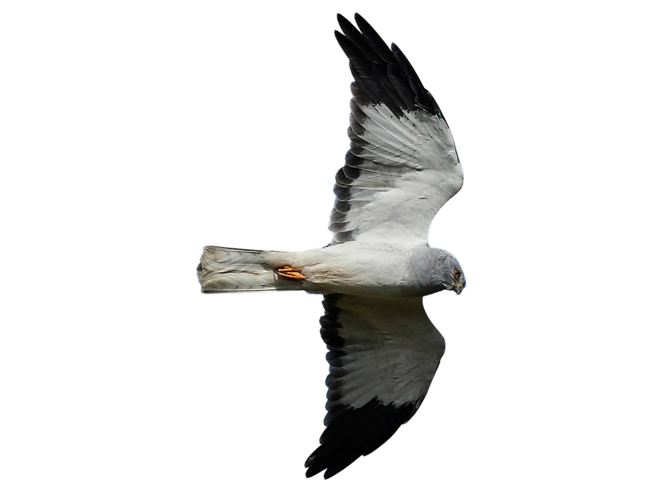 A photo of a Hen Harrier (Circus cyaneus), male