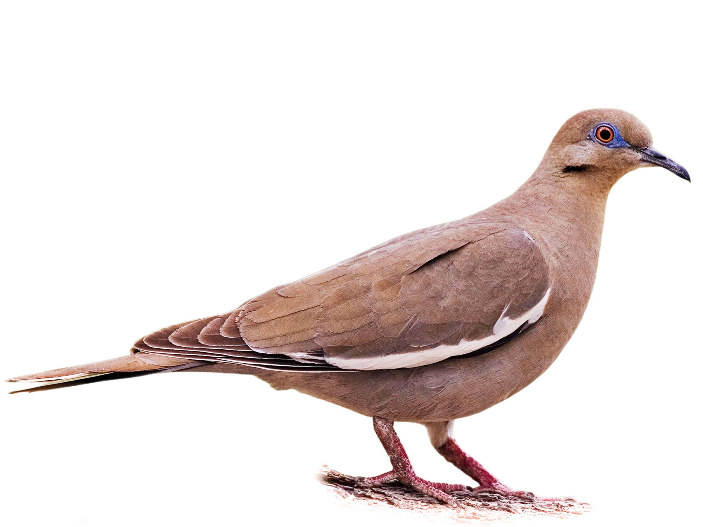 鳩　　17952 White-winged Dove (Zenaida asiatica) identification - Birda