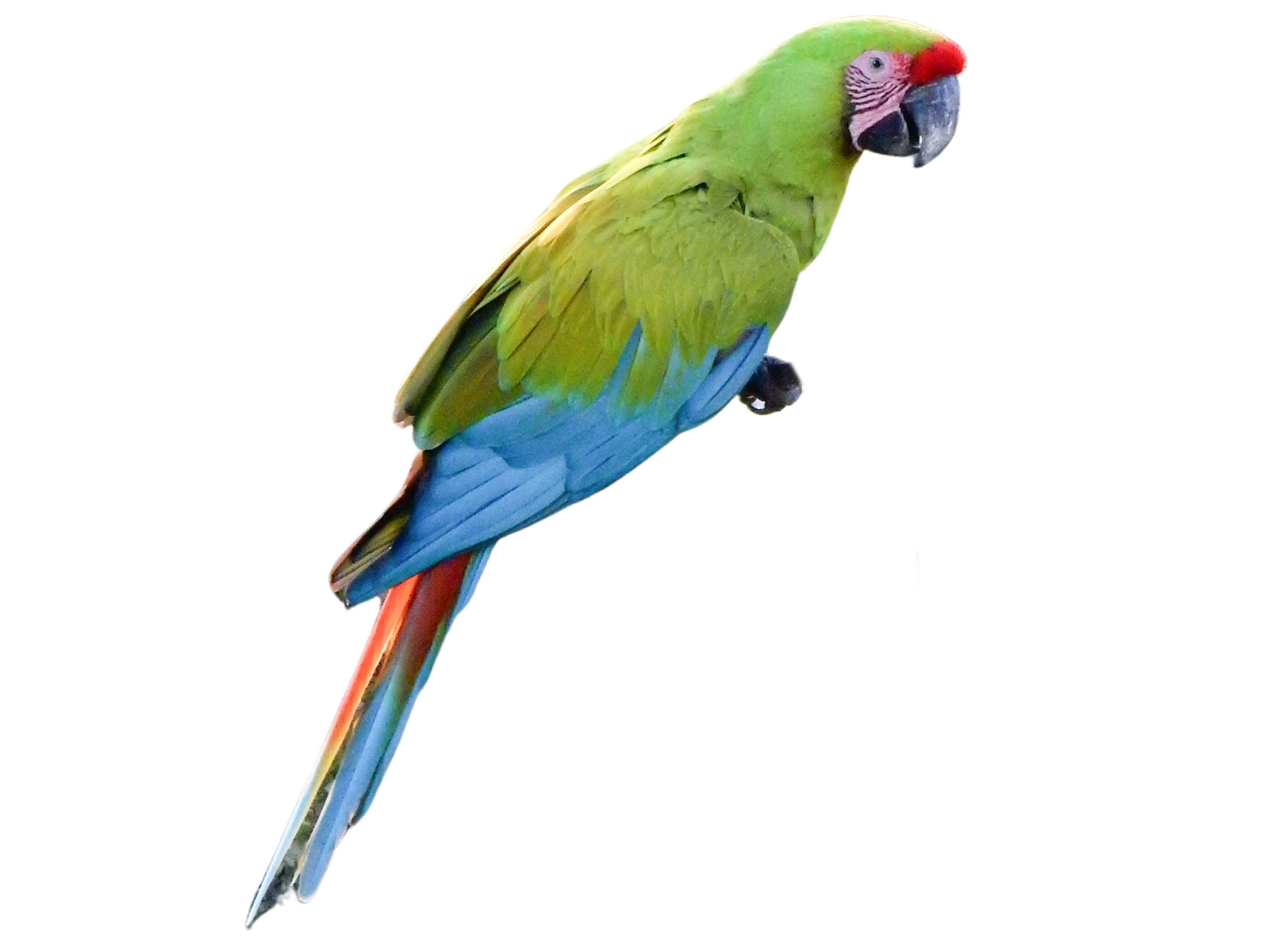 A photo of a Great Green Macaw (Ara ambiguus)