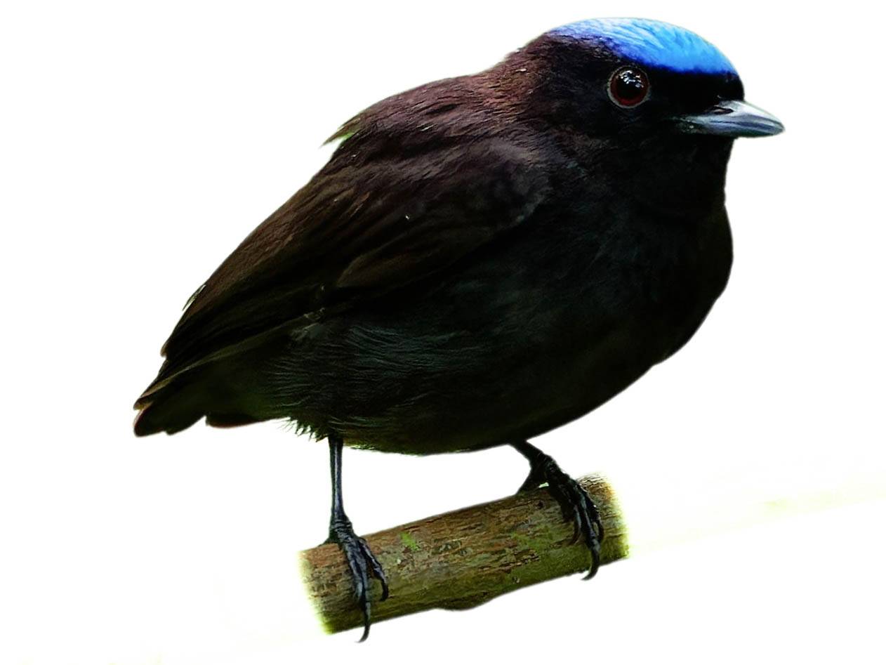 A photo of a Blue-crowned Manakin (Lepidothrix coronata), male