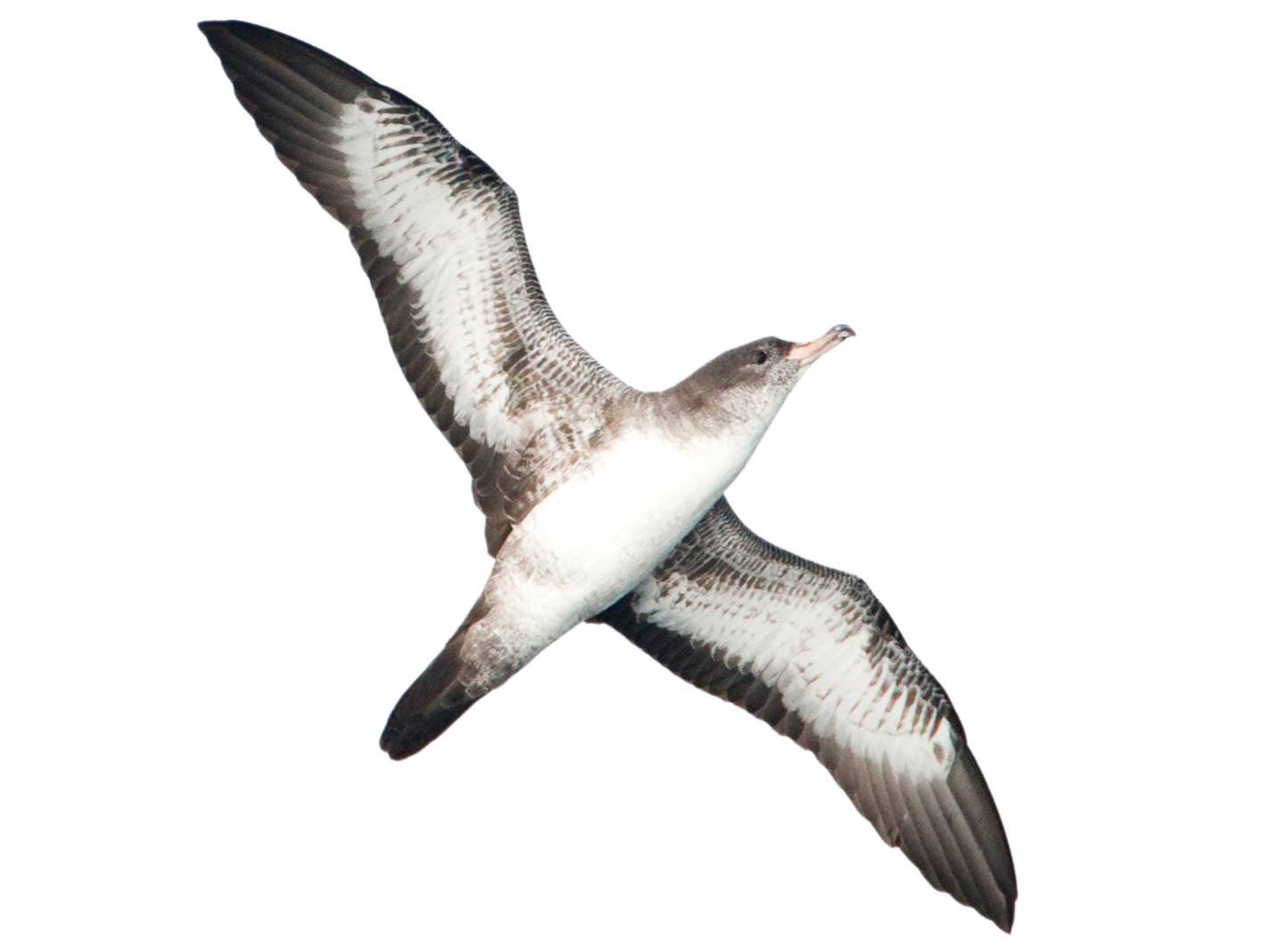 A photo of a Pink-footed Shearwater (Ardenna creatopus)