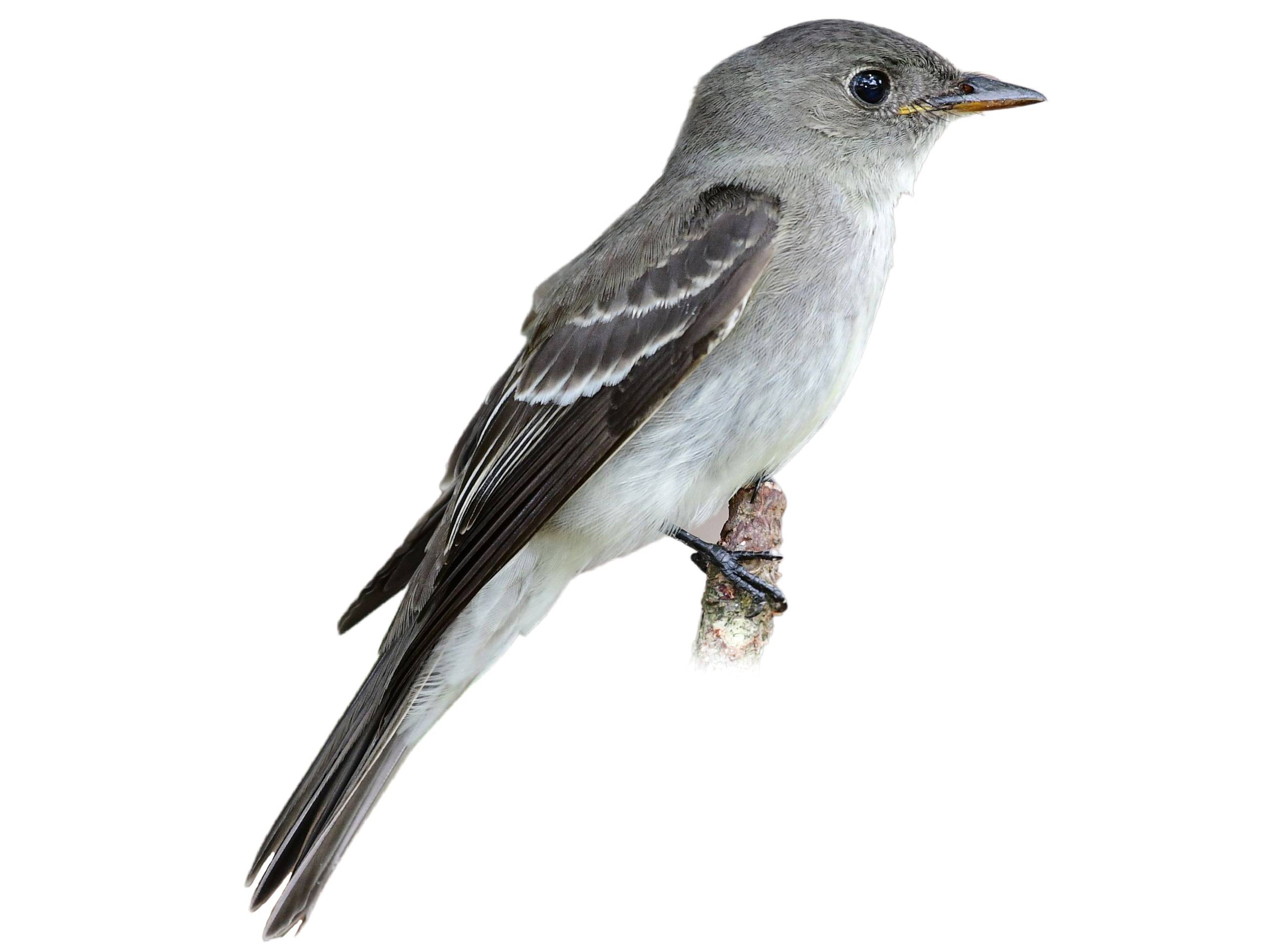 A photo of a Eastern Wood Pewee (Contopus virens)