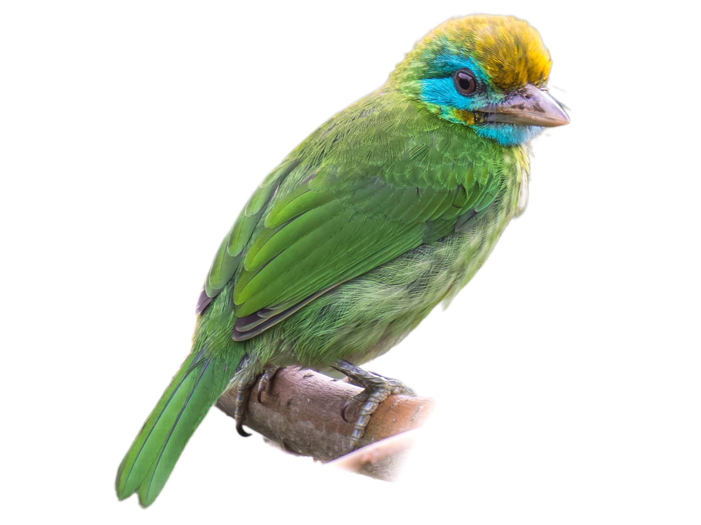 A photo of a Yellow-fronted Barbet (Psilopogon flavifrons)