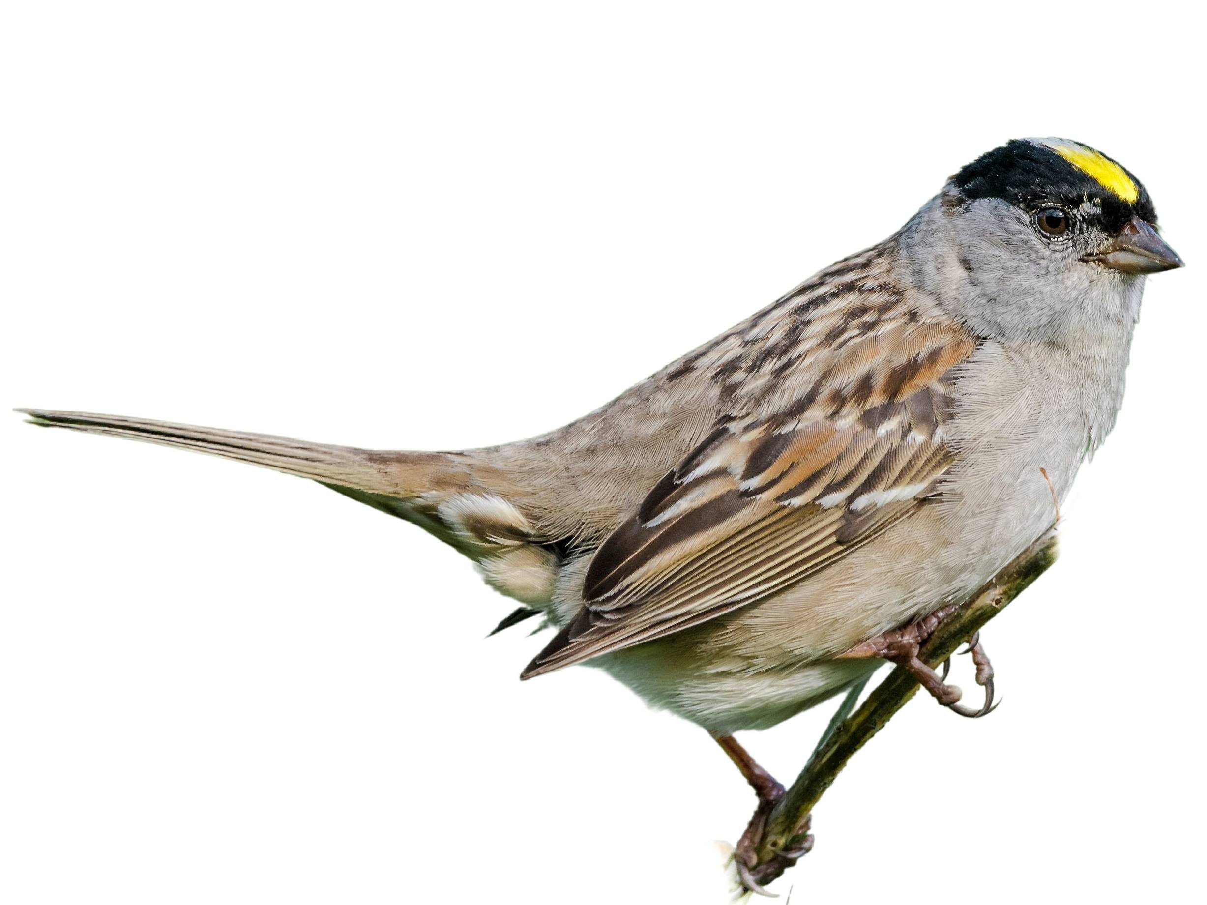 A photo of a Golden-crowned Sparrow (Zonotrichia atricapilla)