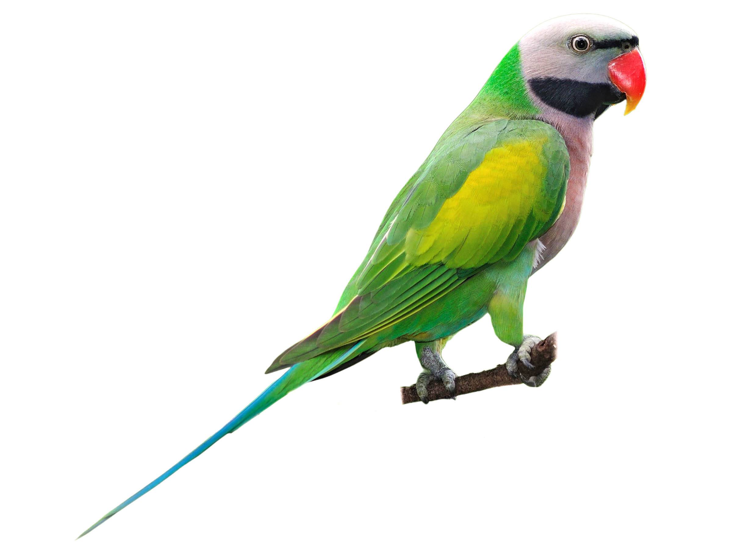 A photo of a Red-breasted Parakeet (Psittacula alexandri), male
