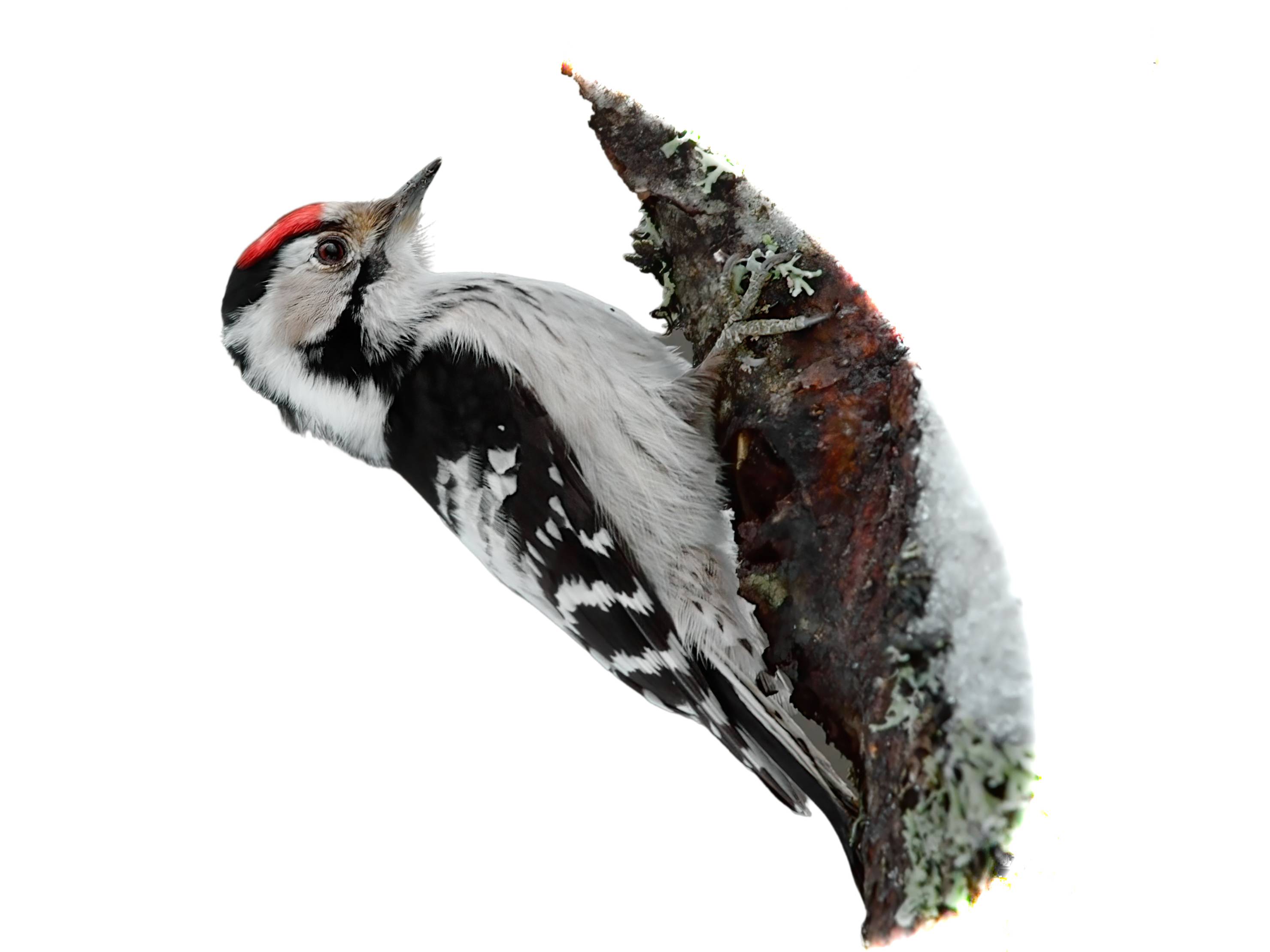 A photo of a Lesser Spotted Woodpecker (Dryobates minor), male