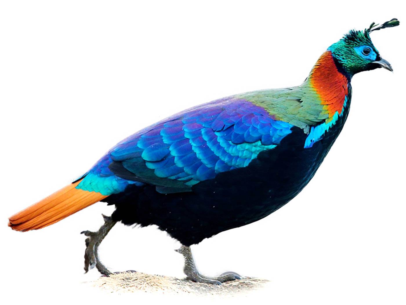 A photo of a Himalayan Monal (Lophophorus impejanus), male