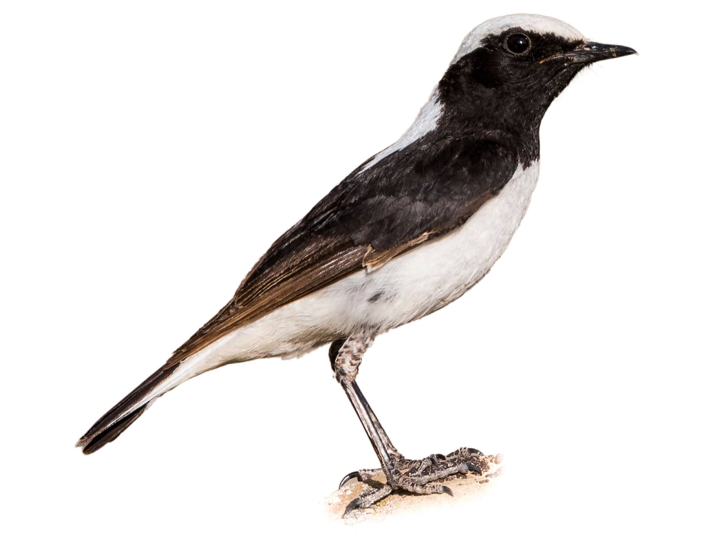 A photo of a Finsch's Wheatear (Oenanthe finschii), male