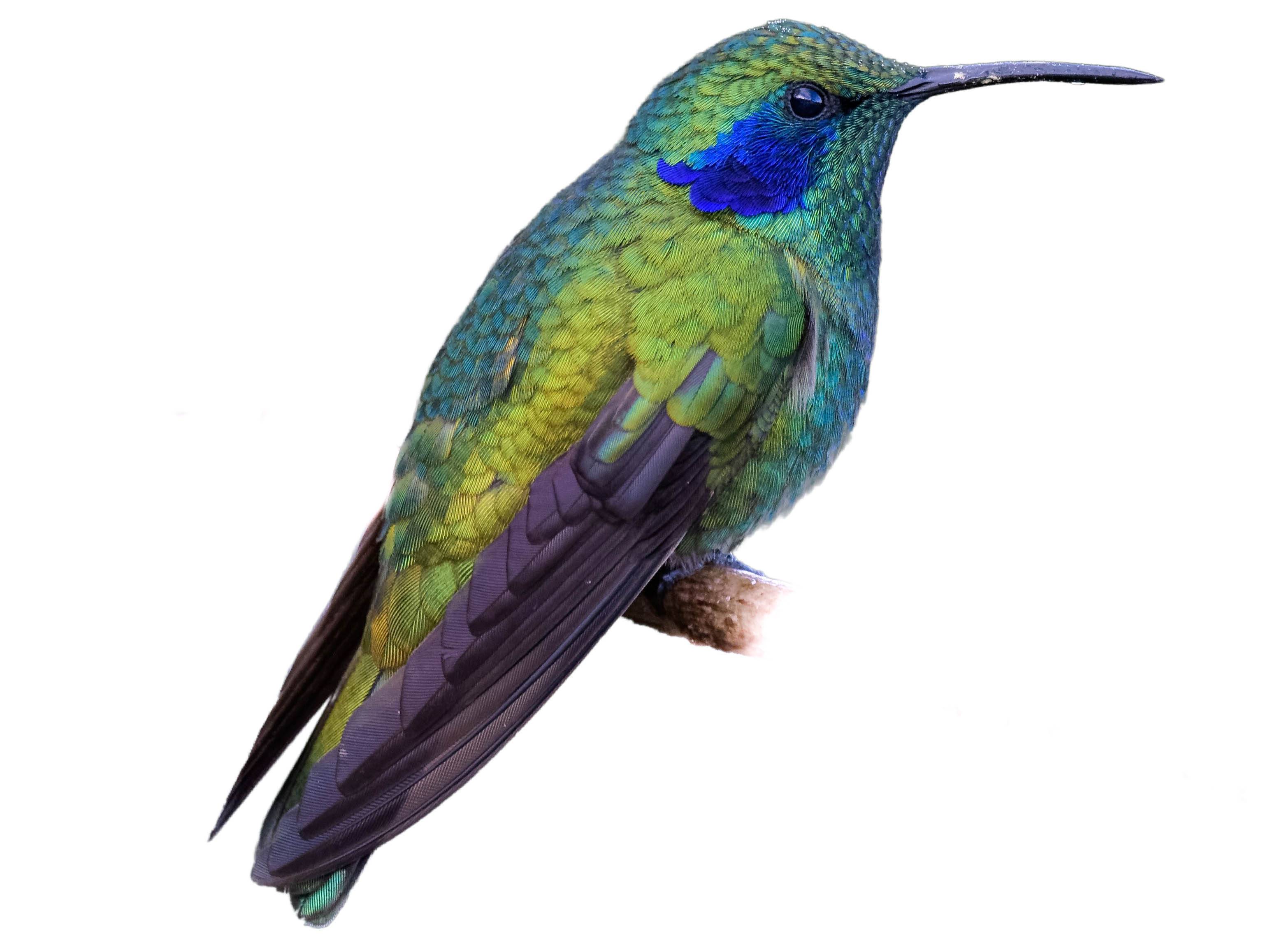 A photo of a Lesser Violetear (Colibri cyanotus)