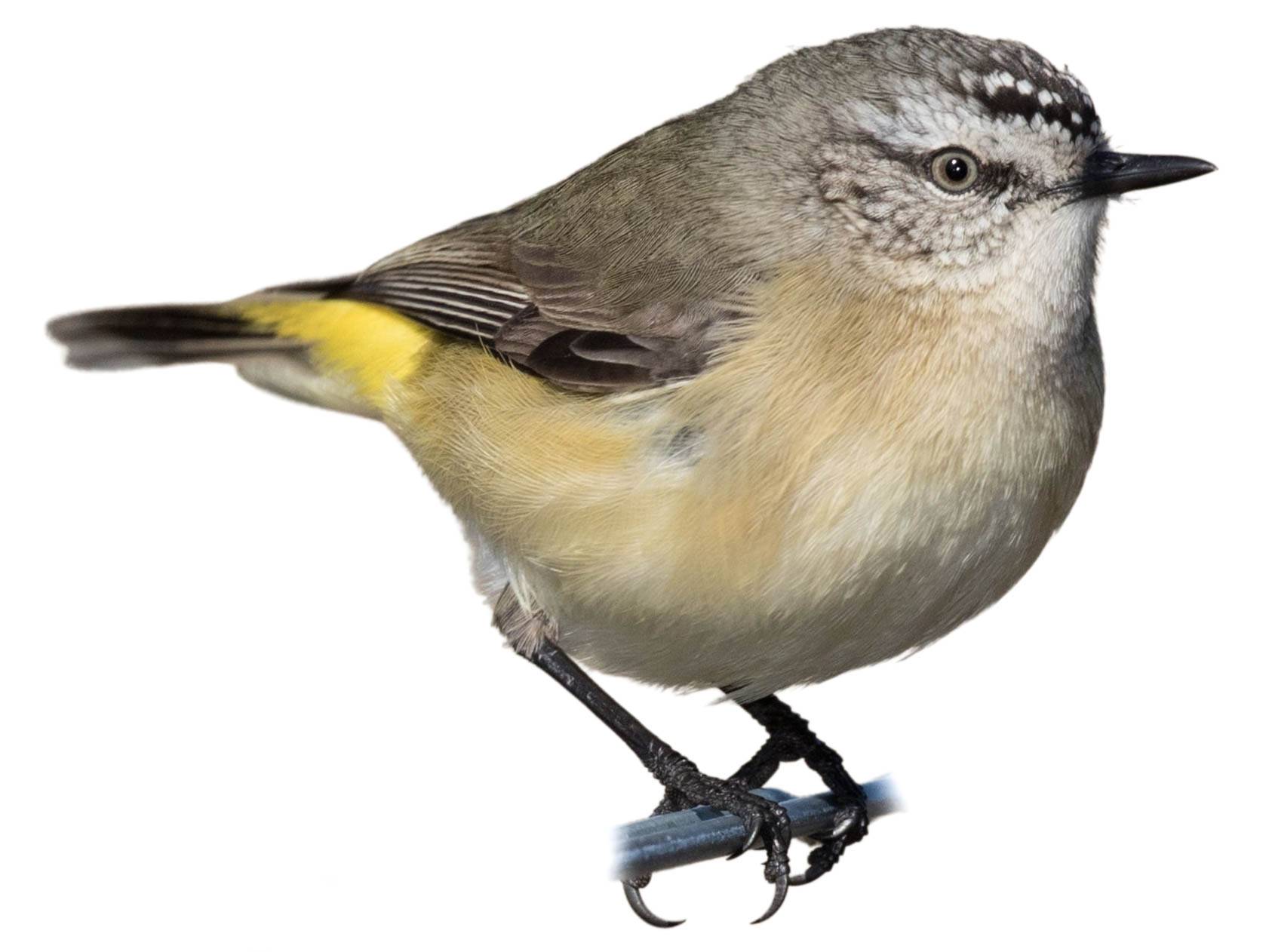A photo of a Yellow-rumped Thornbill (Acanthiza chrysorrhoa)