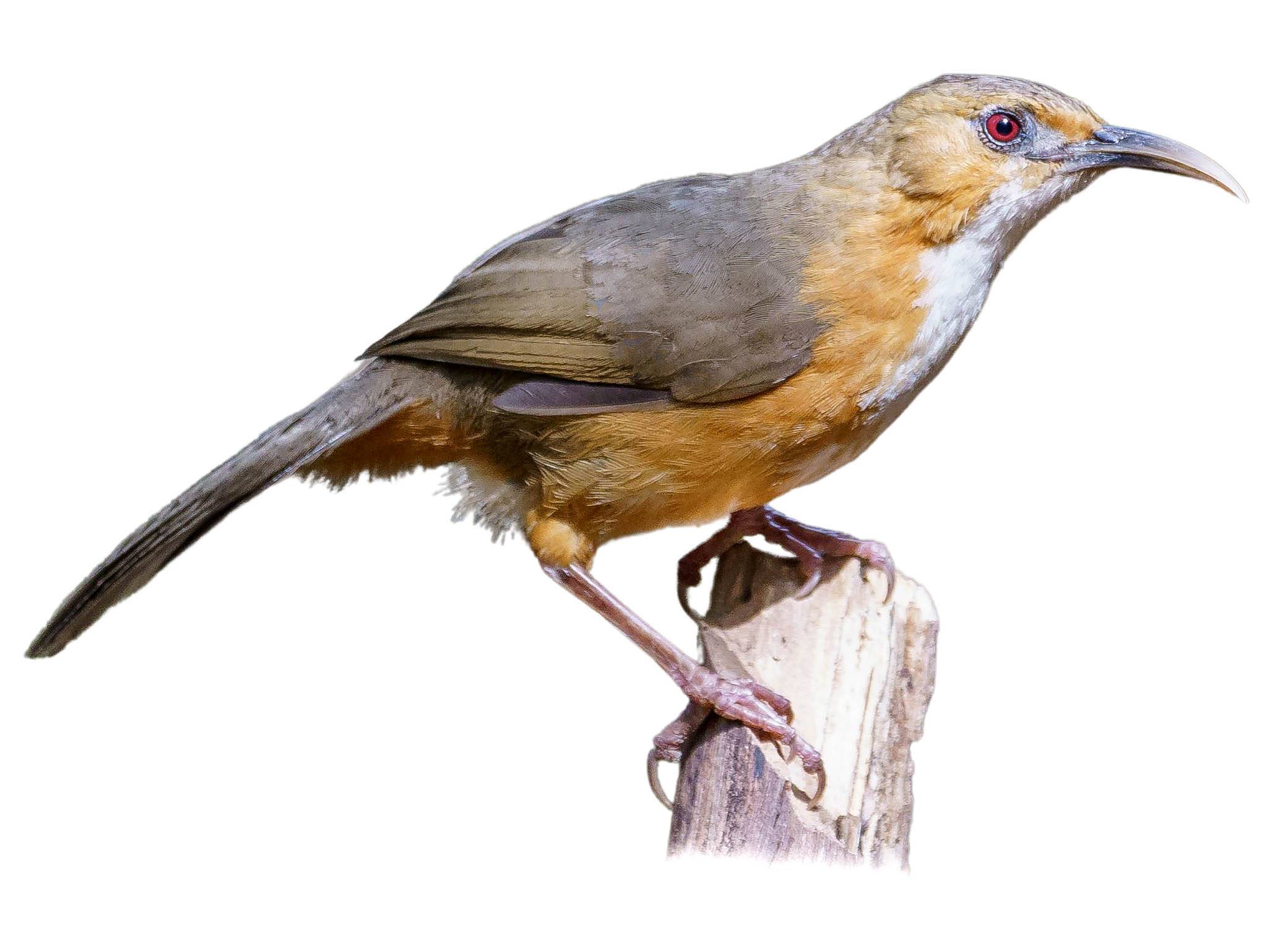 A photo of a Rusty-cheeked Scimitar Babbler (Erythrogenys erythrogenys)