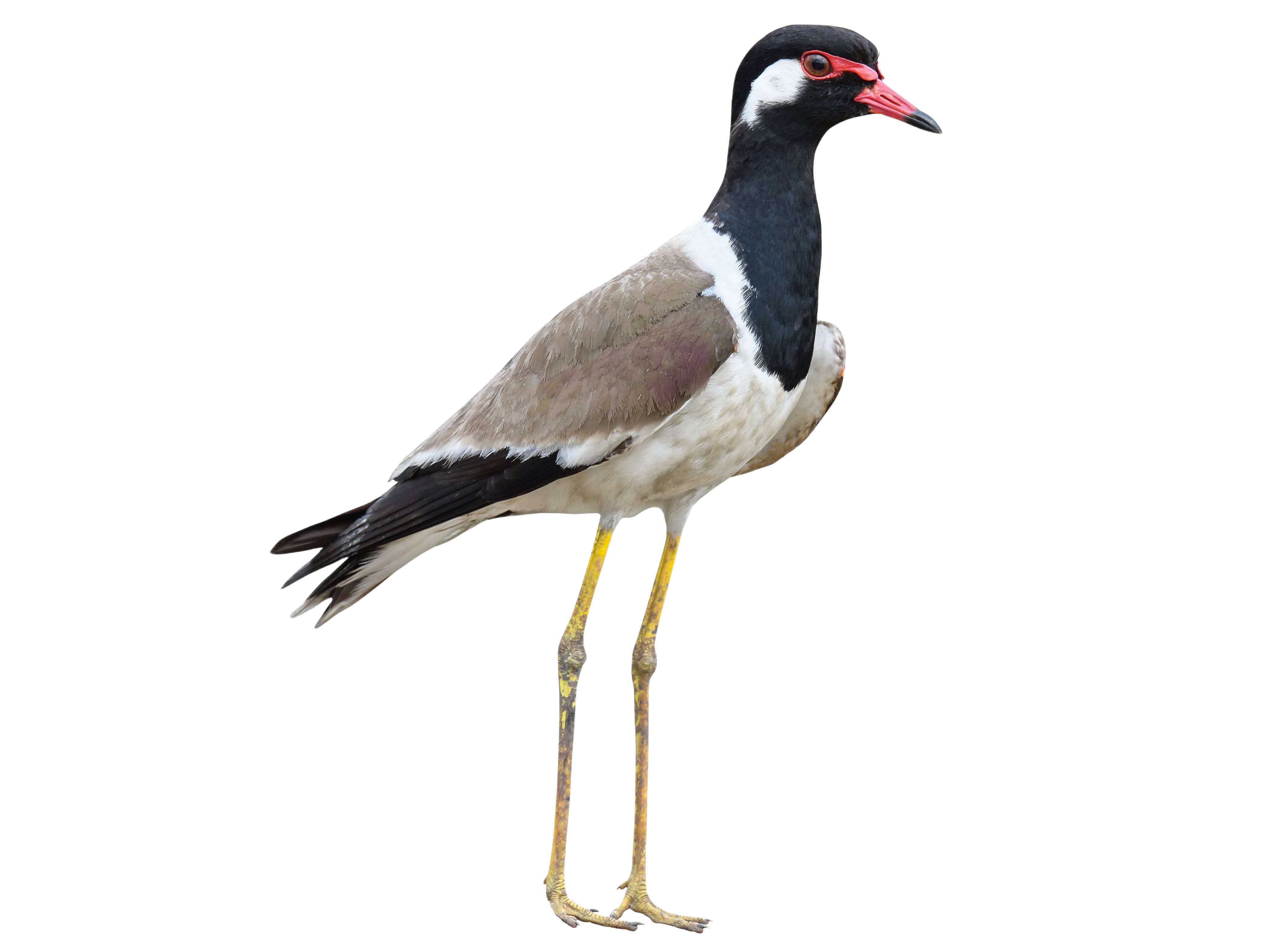 A photo of a Red-wattled Lapwing (Vanellus indicus)