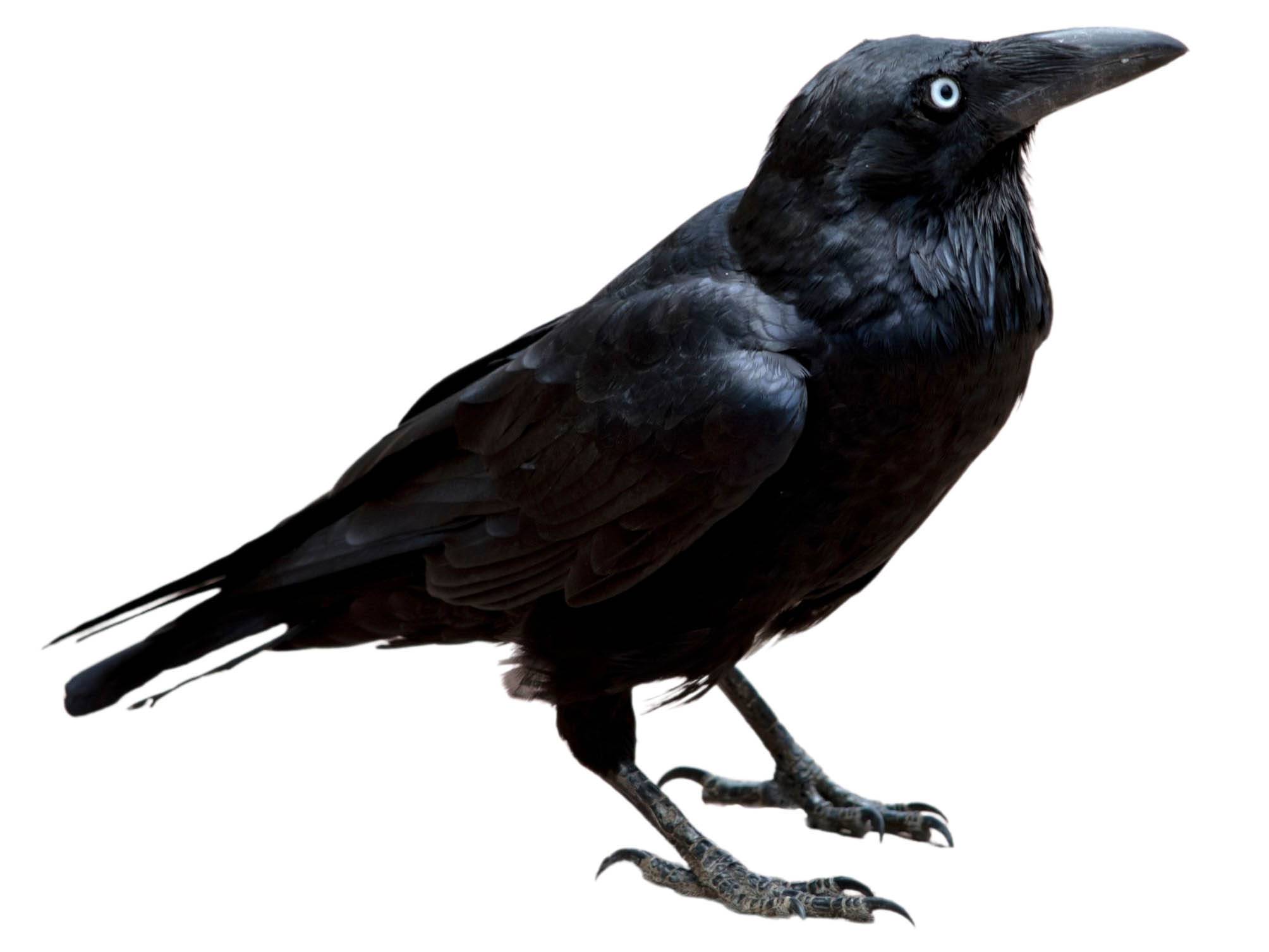 A photo of a Australian Raven (Corvus coronoides)