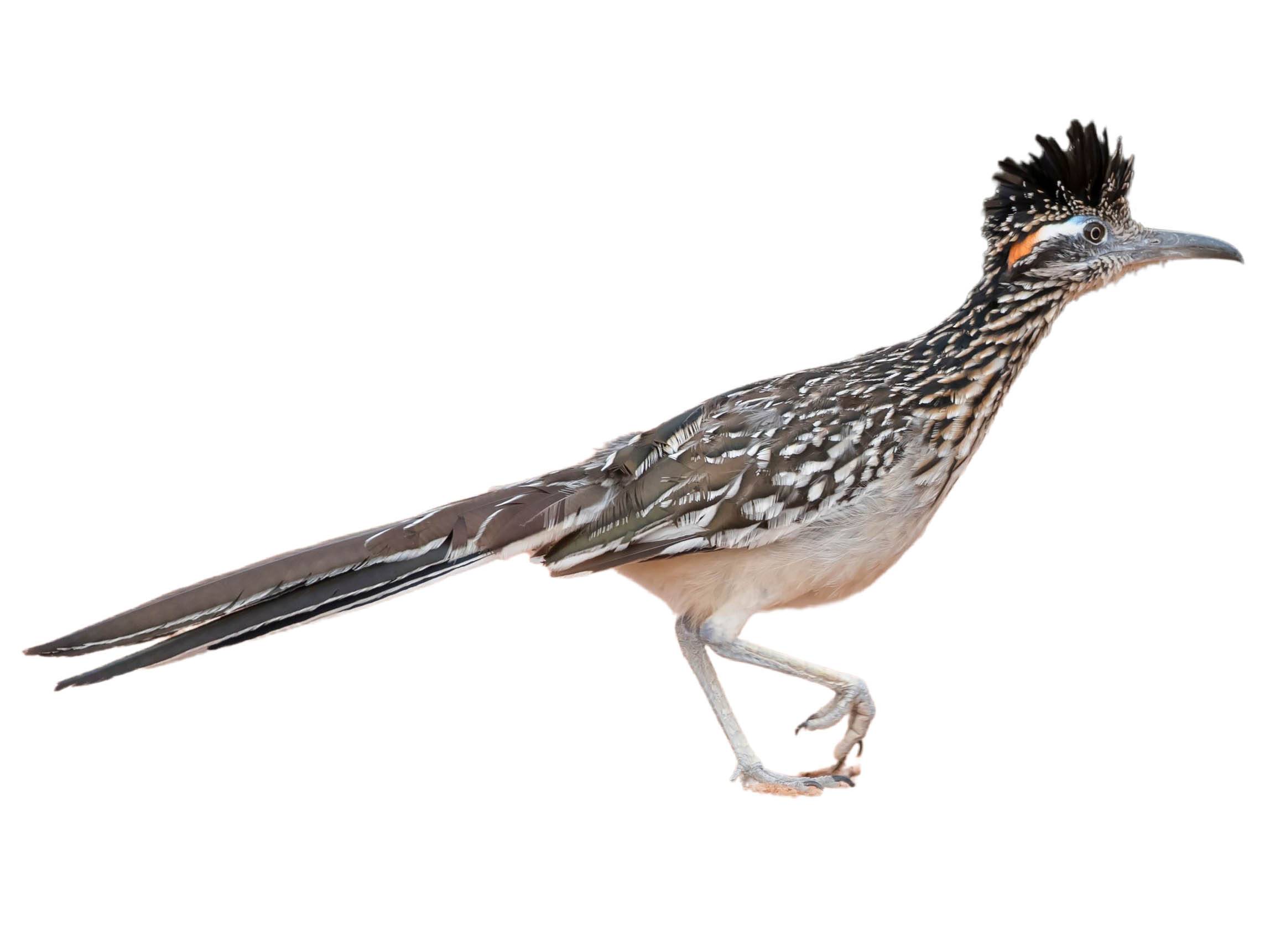 A photo of a Greater Roadrunner (Geococcyx californianus)