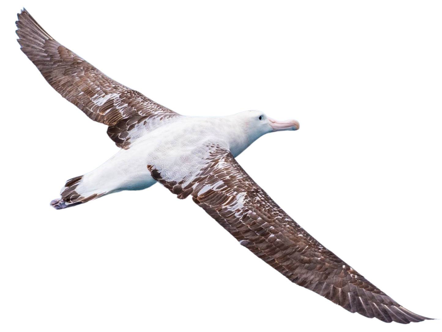 A photo of a Southern Royal Albatross (Diomedea epomophora)