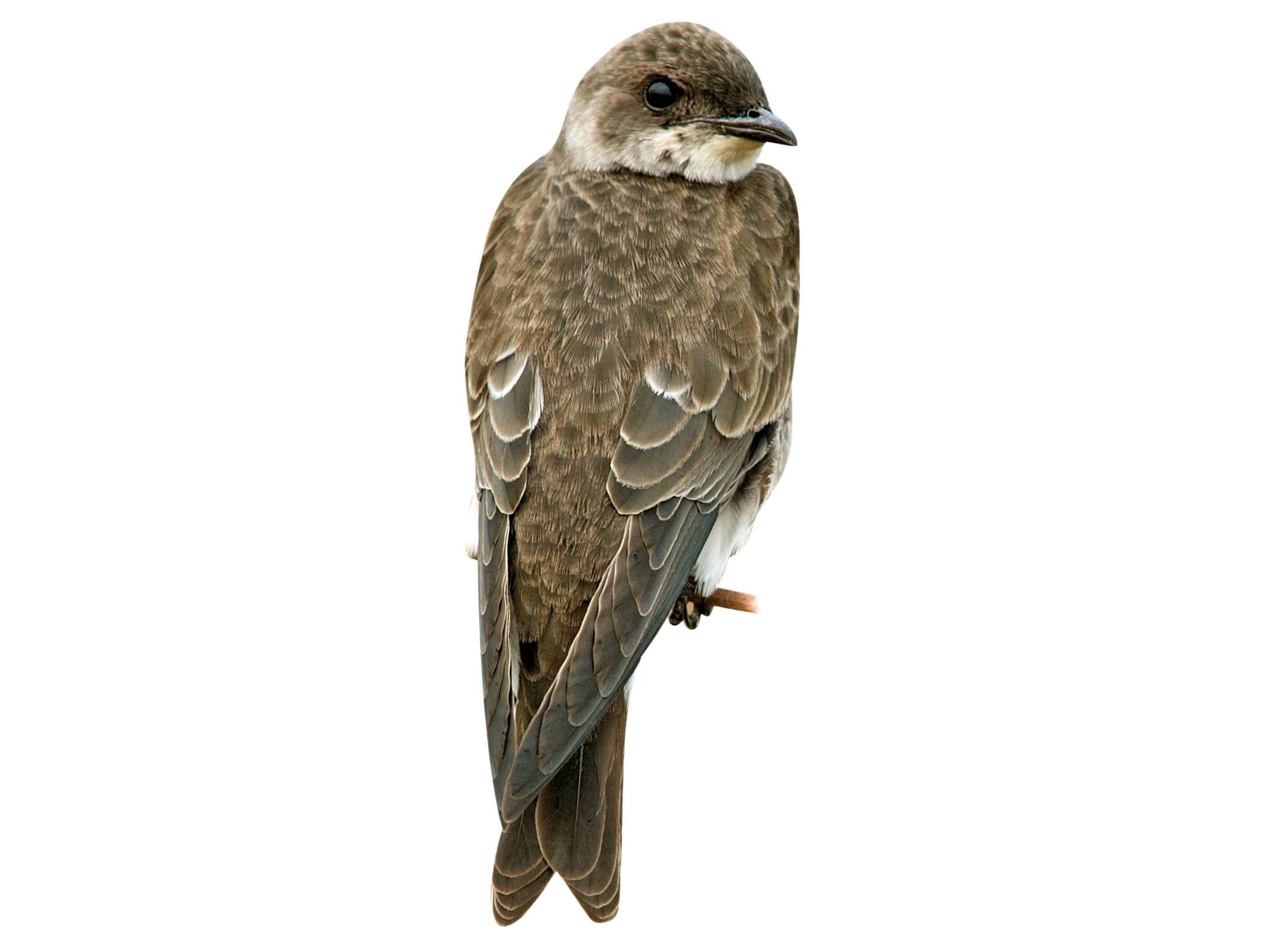 A photo of a Brown-chested Martin (Progne tapera)