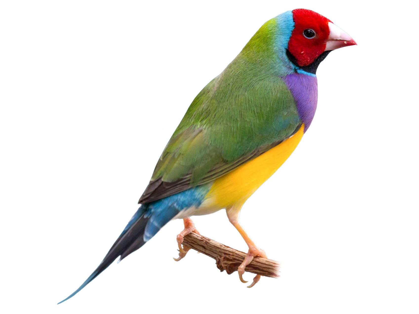 A photo of a Gouldian Finch (Chloebia gouldiae)