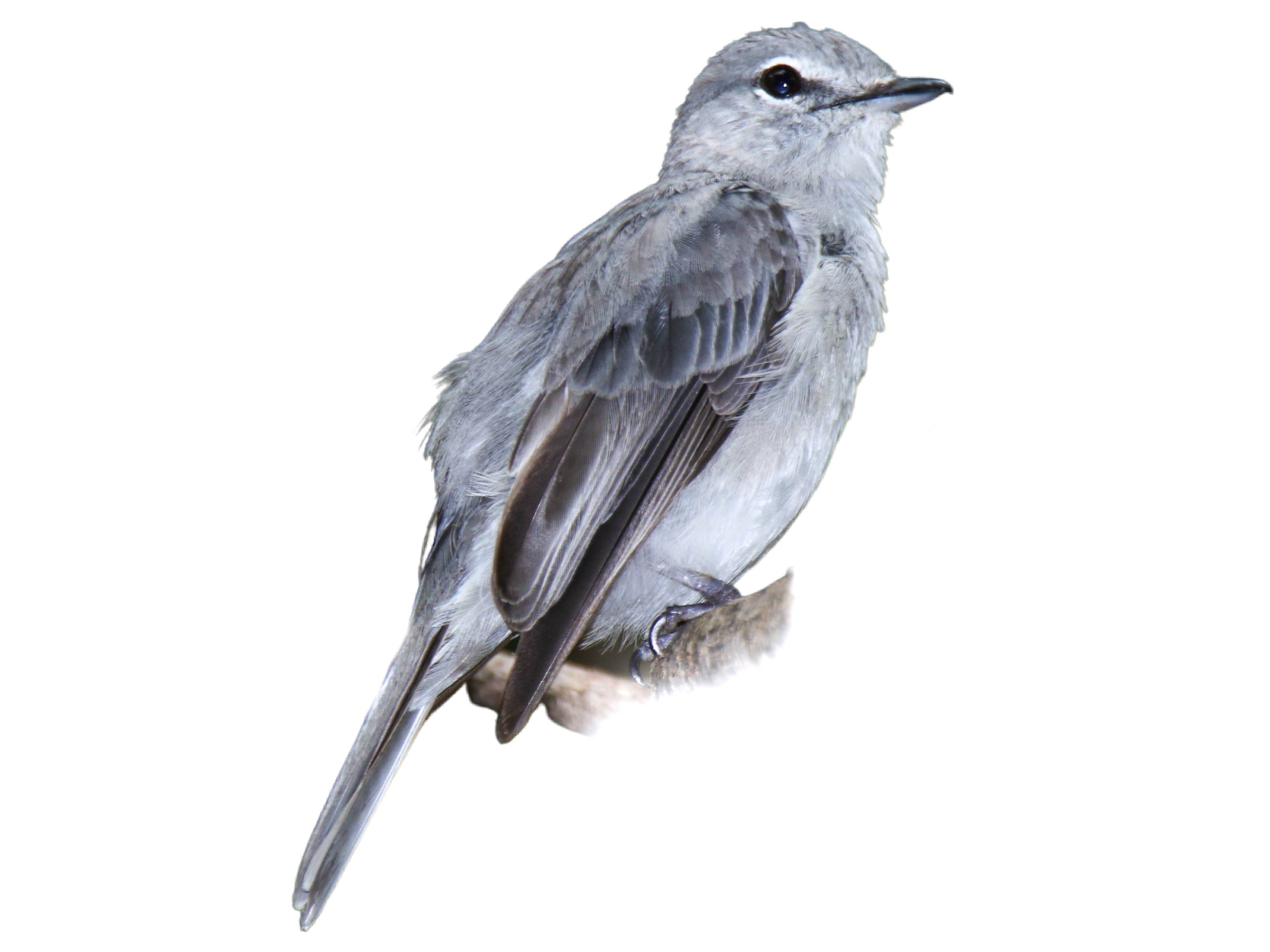 A photo of a Ashy Flycatcher (Muscicapa caerulescens)