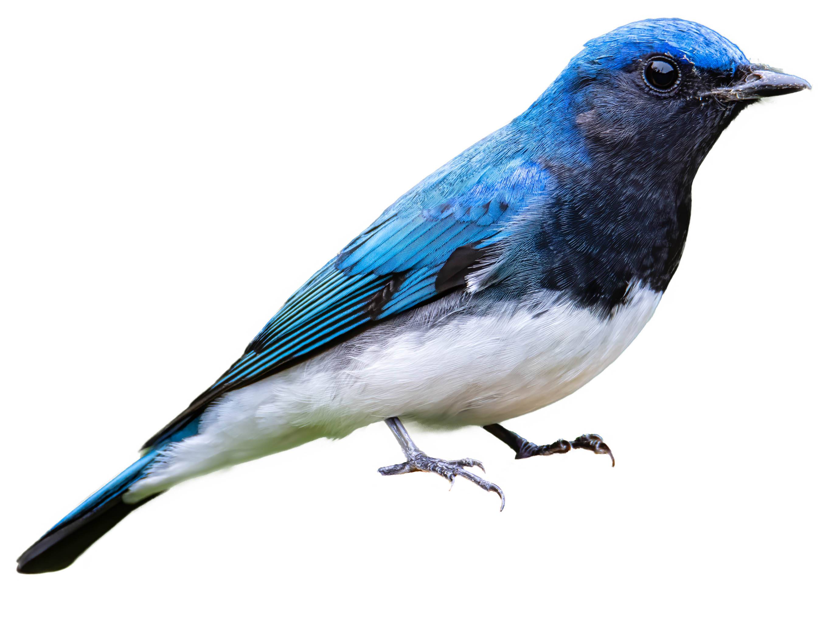 A photo of a Blue-and-white Flycatcher (Cyanoptila cyanomelana), male