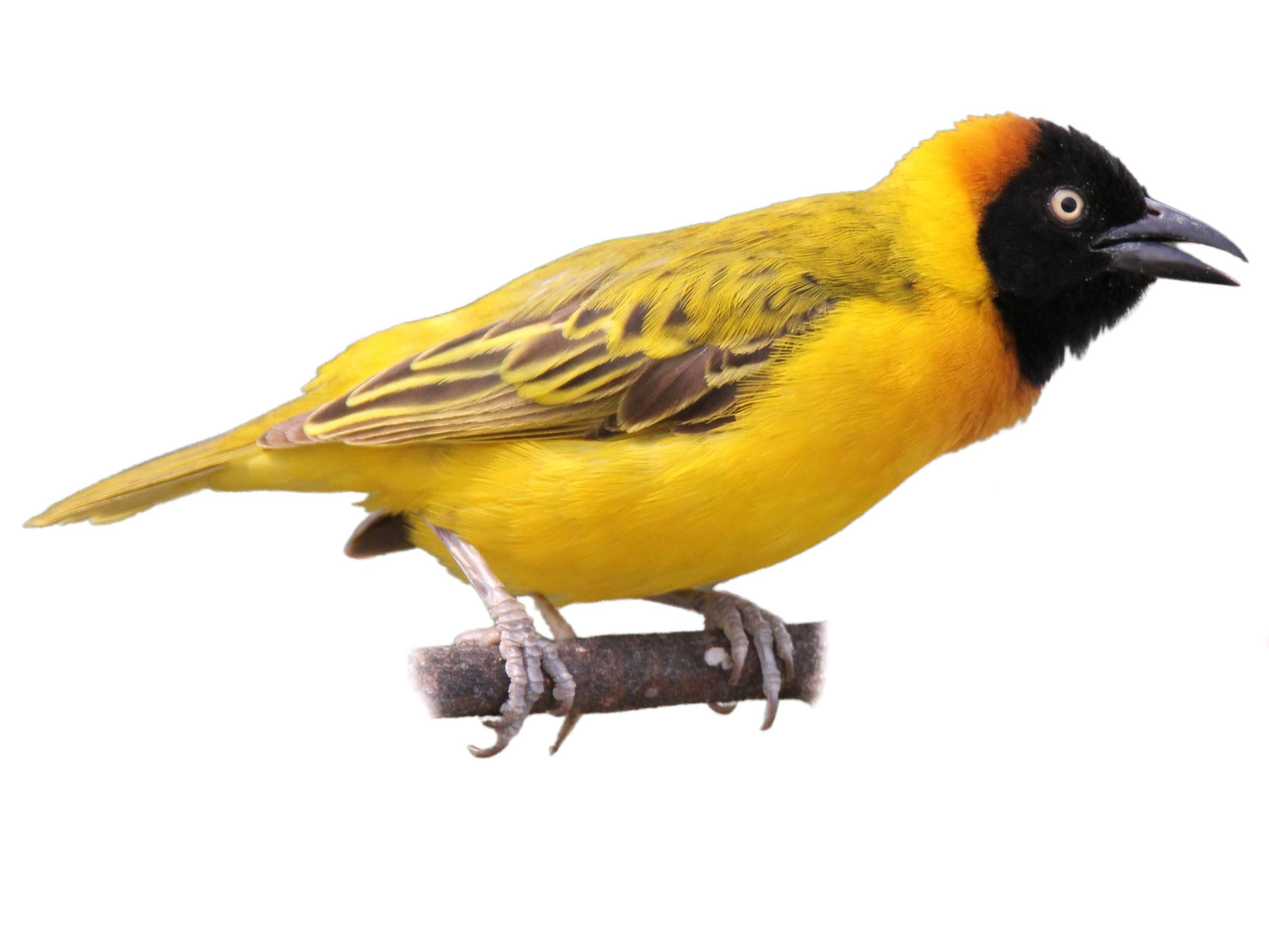 A photo of a Lesser Masked Weaver (Ploceus intermedius), male