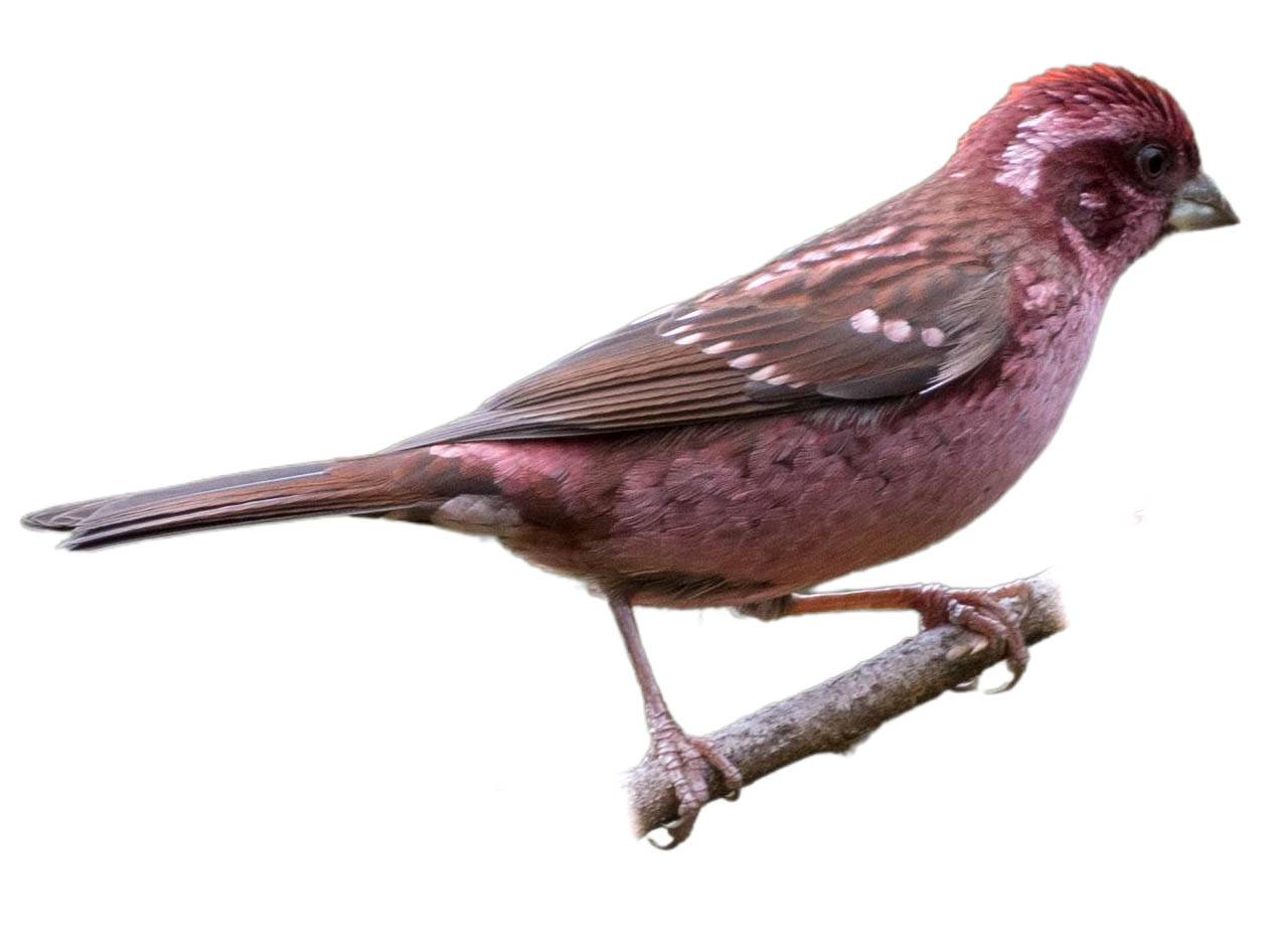 A photo of a Spot-winged Rosefinch (Carpodacus rodopeplus), male