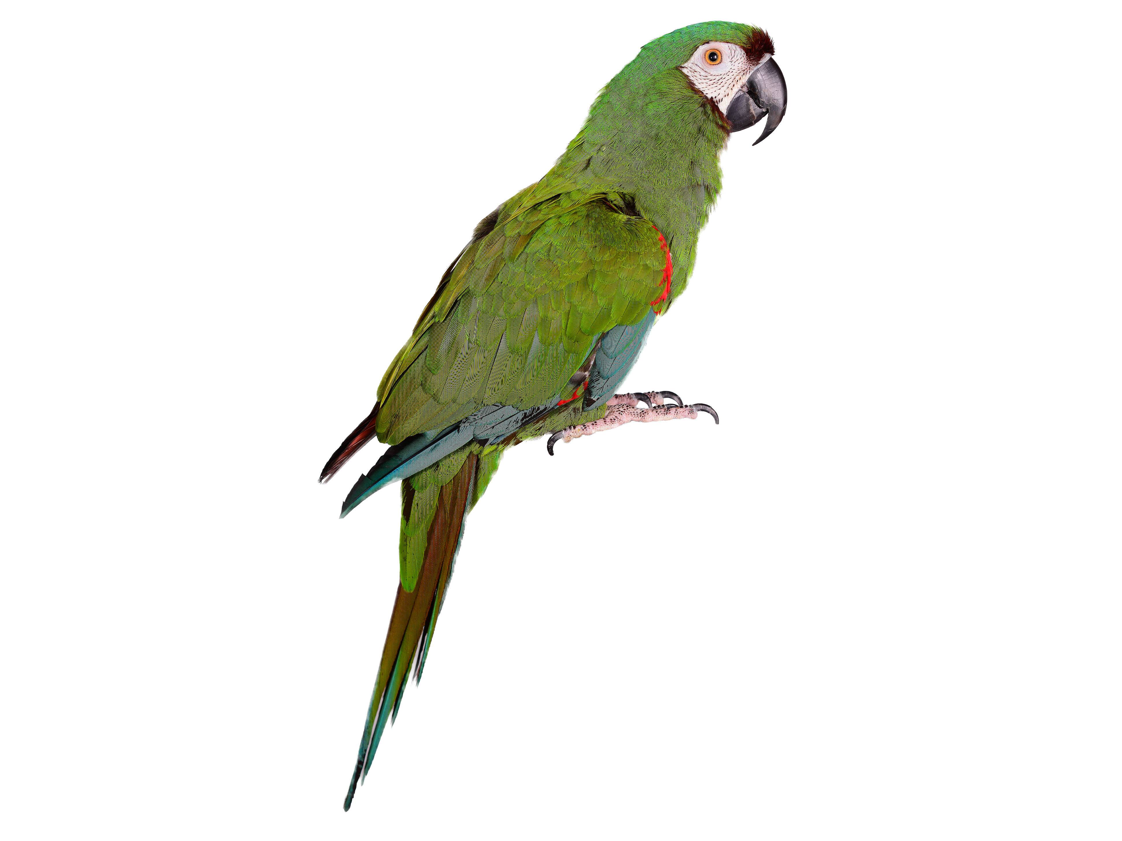 A photo of a Chestnut-fronted Macaw (Ara severus)