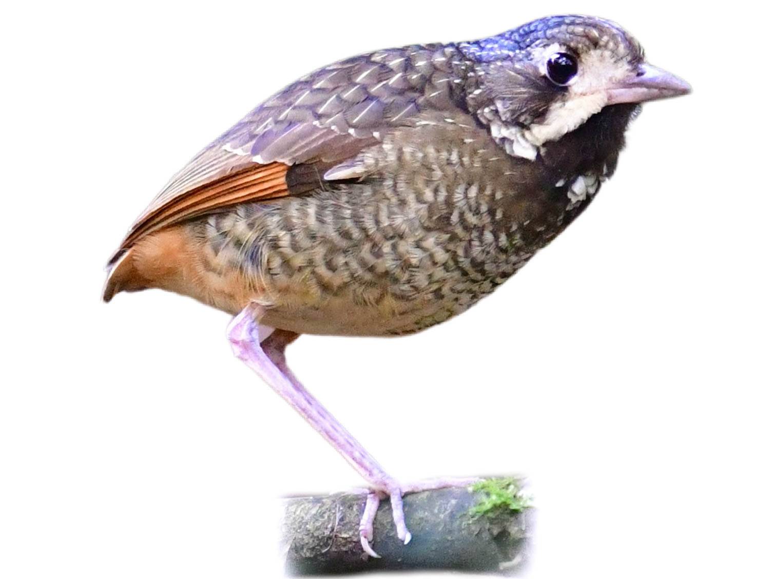 A photo of a Variegated Antpitta (Grallaria varia)