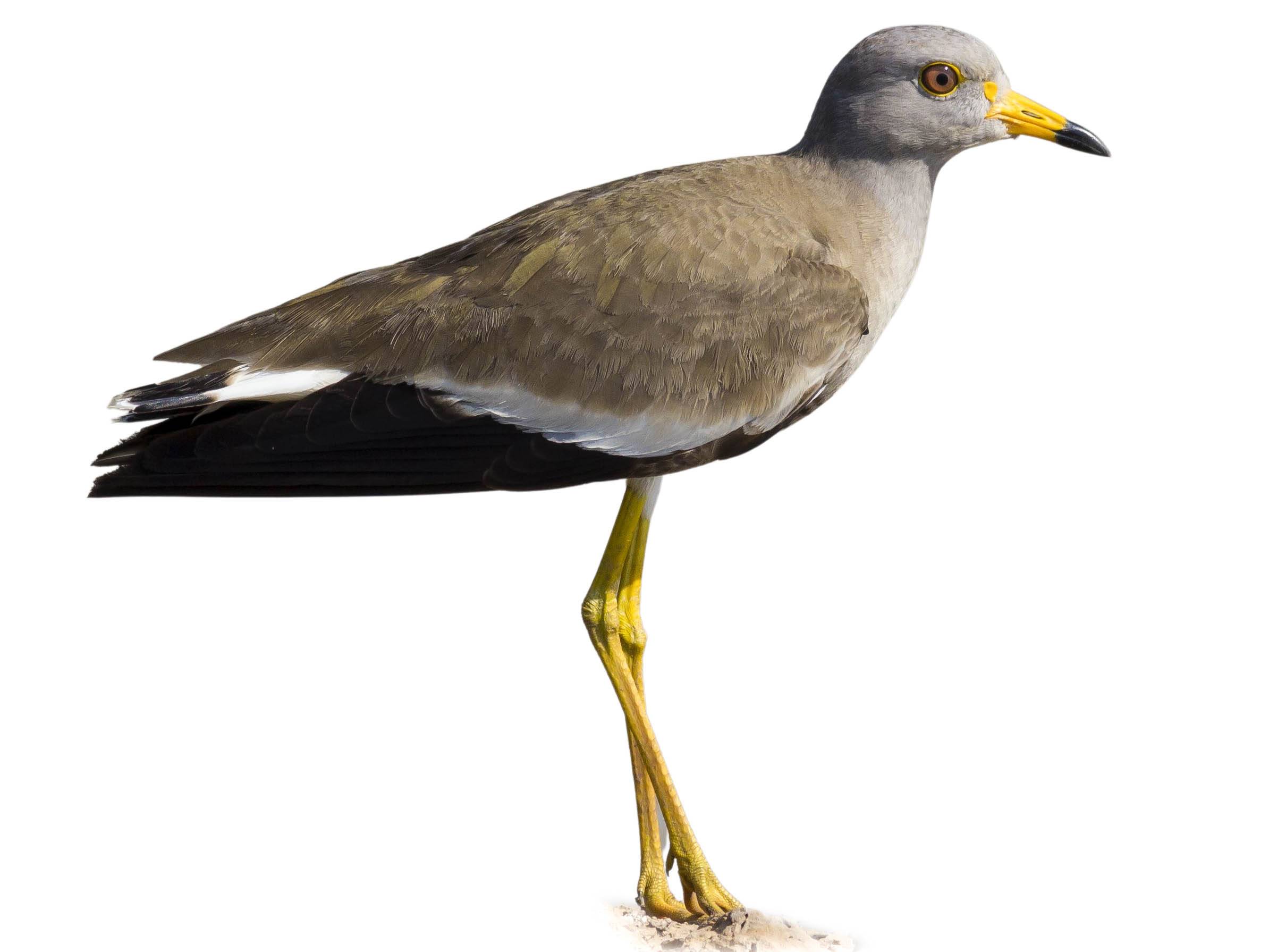 A photo of a Grey-headed Lapwing (Vanellus cinereus)