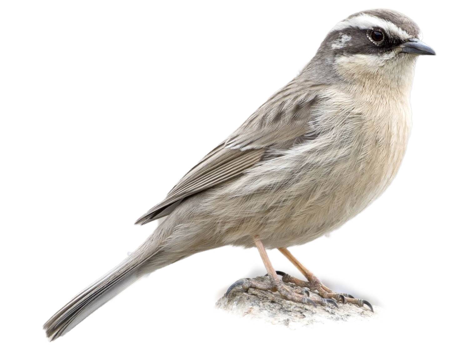 A photo of a Brown Accentor (Prunella fulvescens)