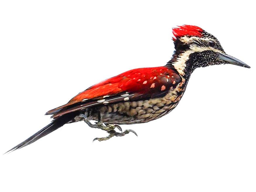 A photo of a Crimson-backed Flameback (Chrysocolaptes stricklandi), male