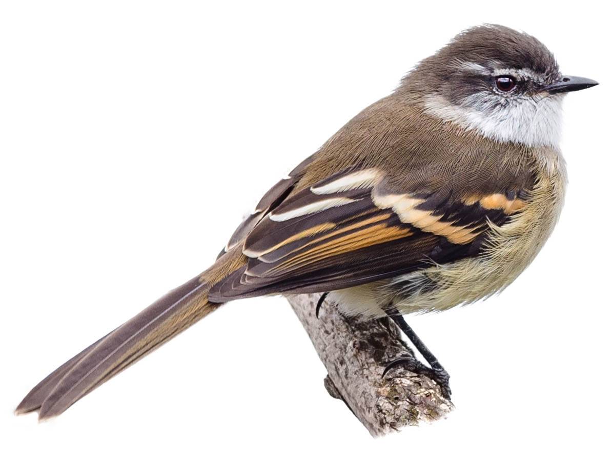 A photo of a White-throated Tyrannulet (Mecocerculus leucophrys)