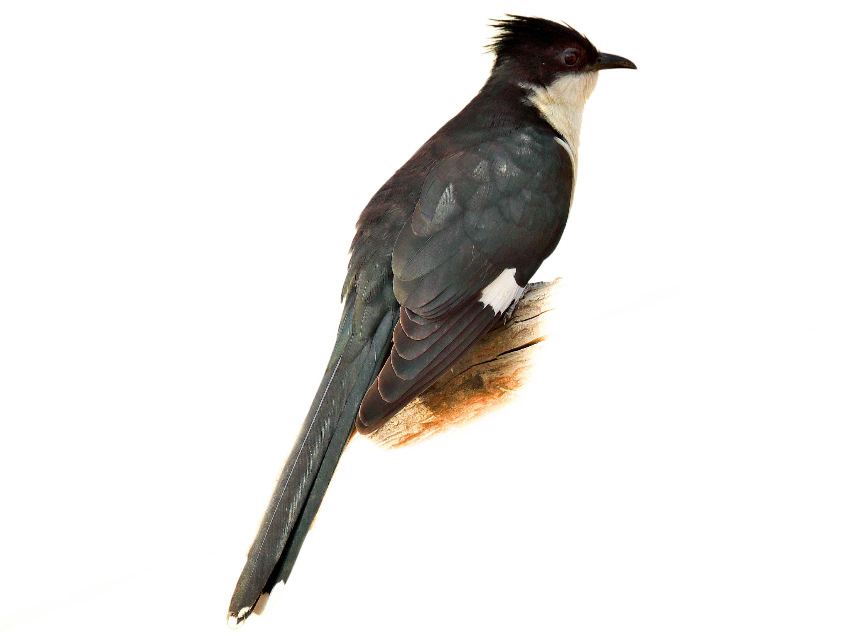 A photo of a Jacobin Cuckoo (Clamator jacobinus)