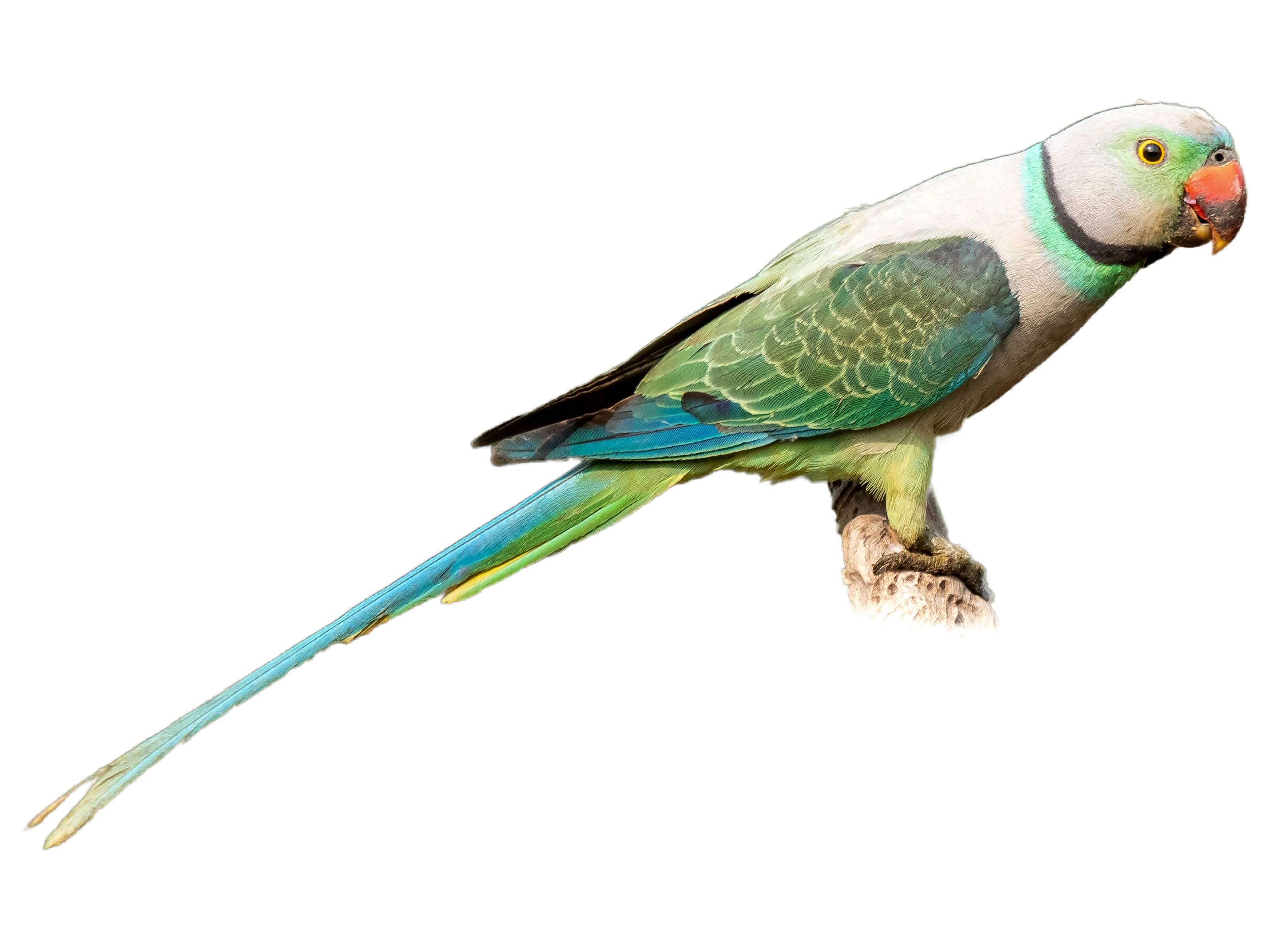 A photo of a Blue-winged Parakeet (Psittacula columboides), male