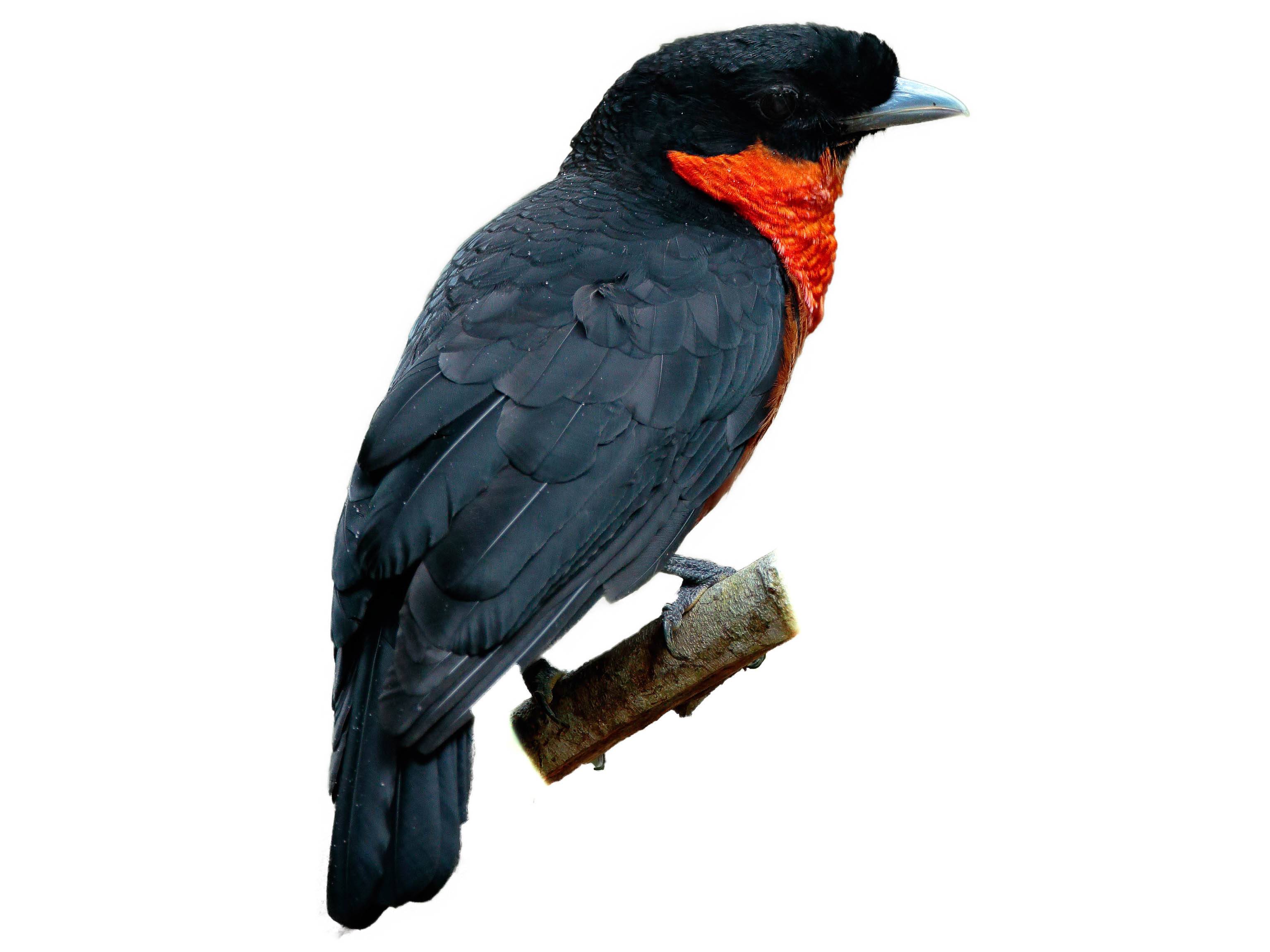 A photo of a Red-ruffed Fruitcrow (Pyroderus scutatus)