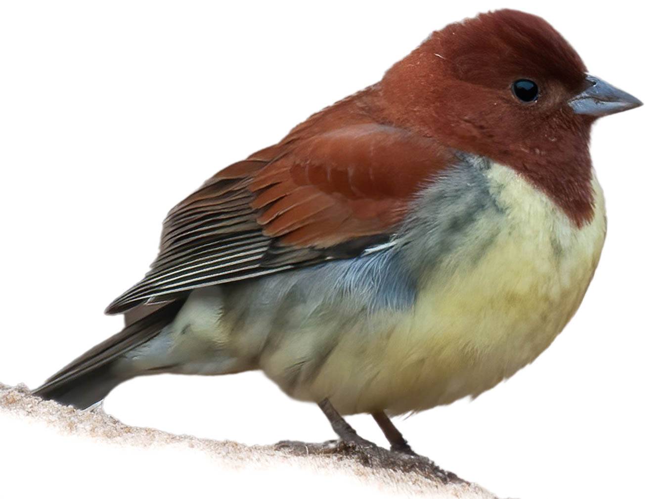 A photo of a Chestnut Bunting (Emberiza rutila), male