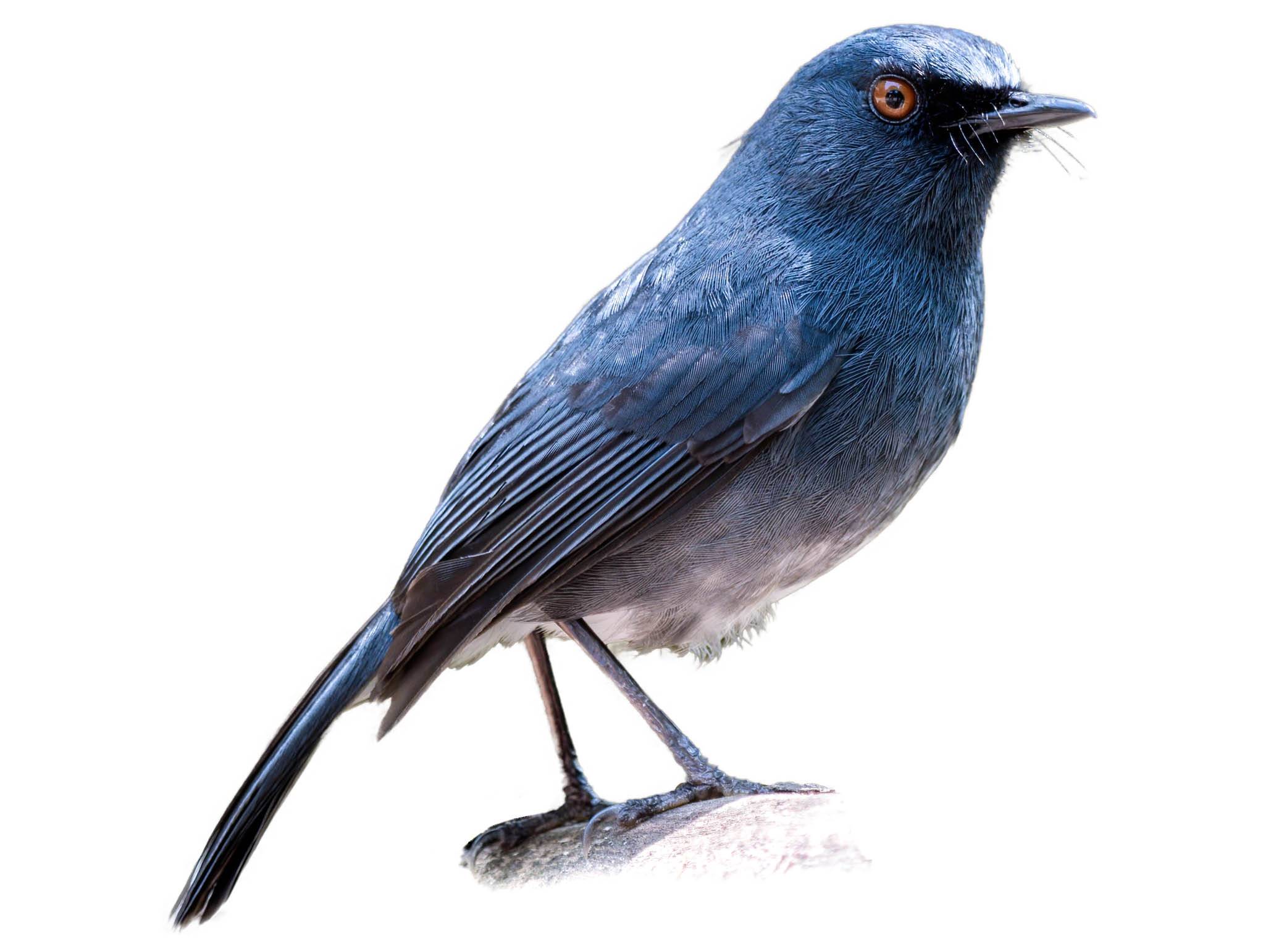 A photo of a White-bellied Blue Robin (Sholicola albiventris)