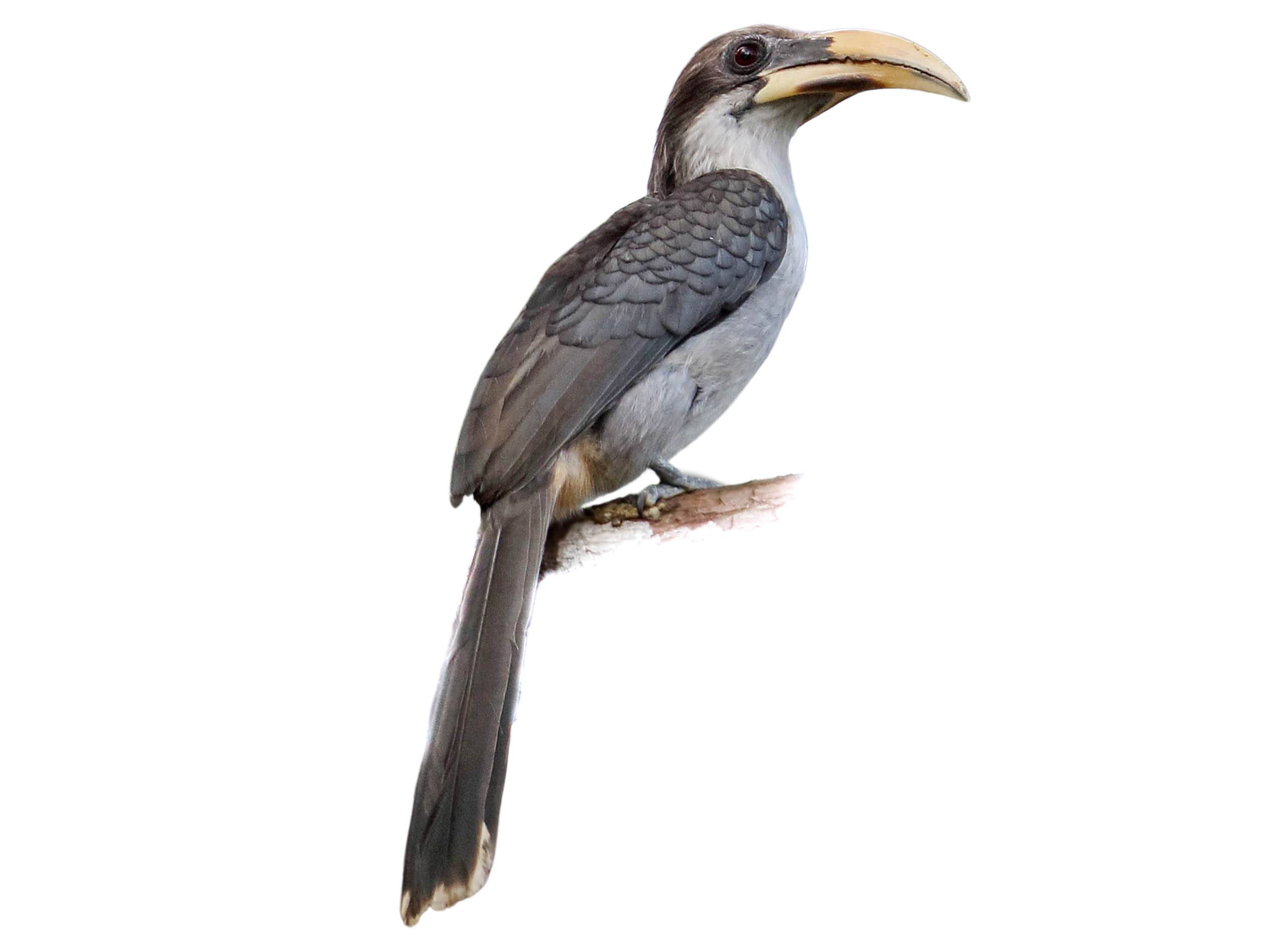 A photo of a Sri Lanka Grey Hornbill (Ocyceros gingalensis)