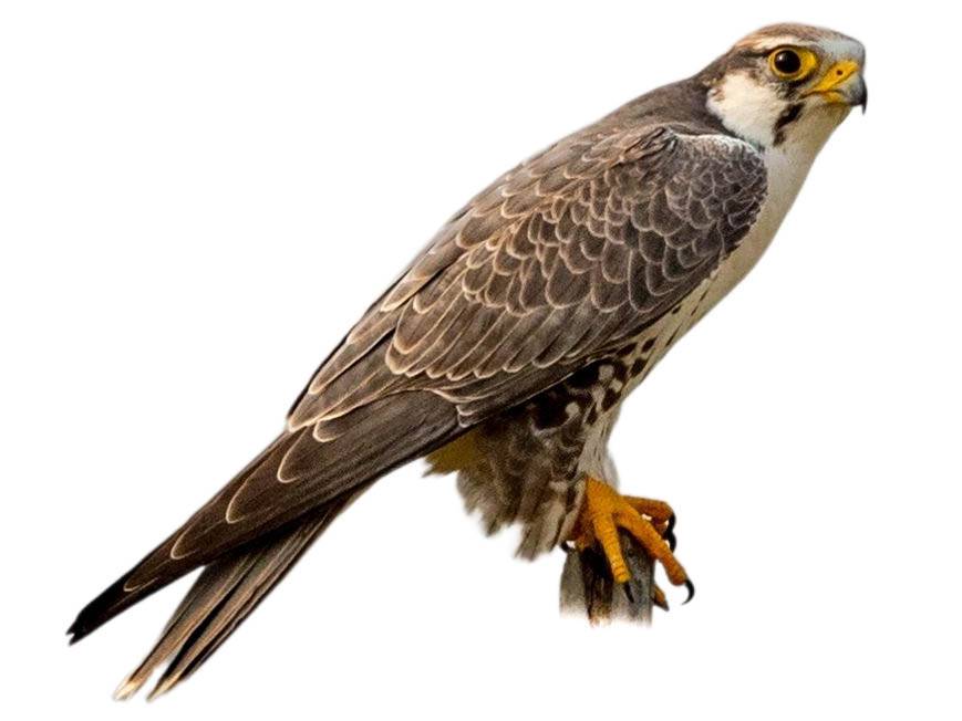 A photo of a Laggar Falcon (Falco jugger)